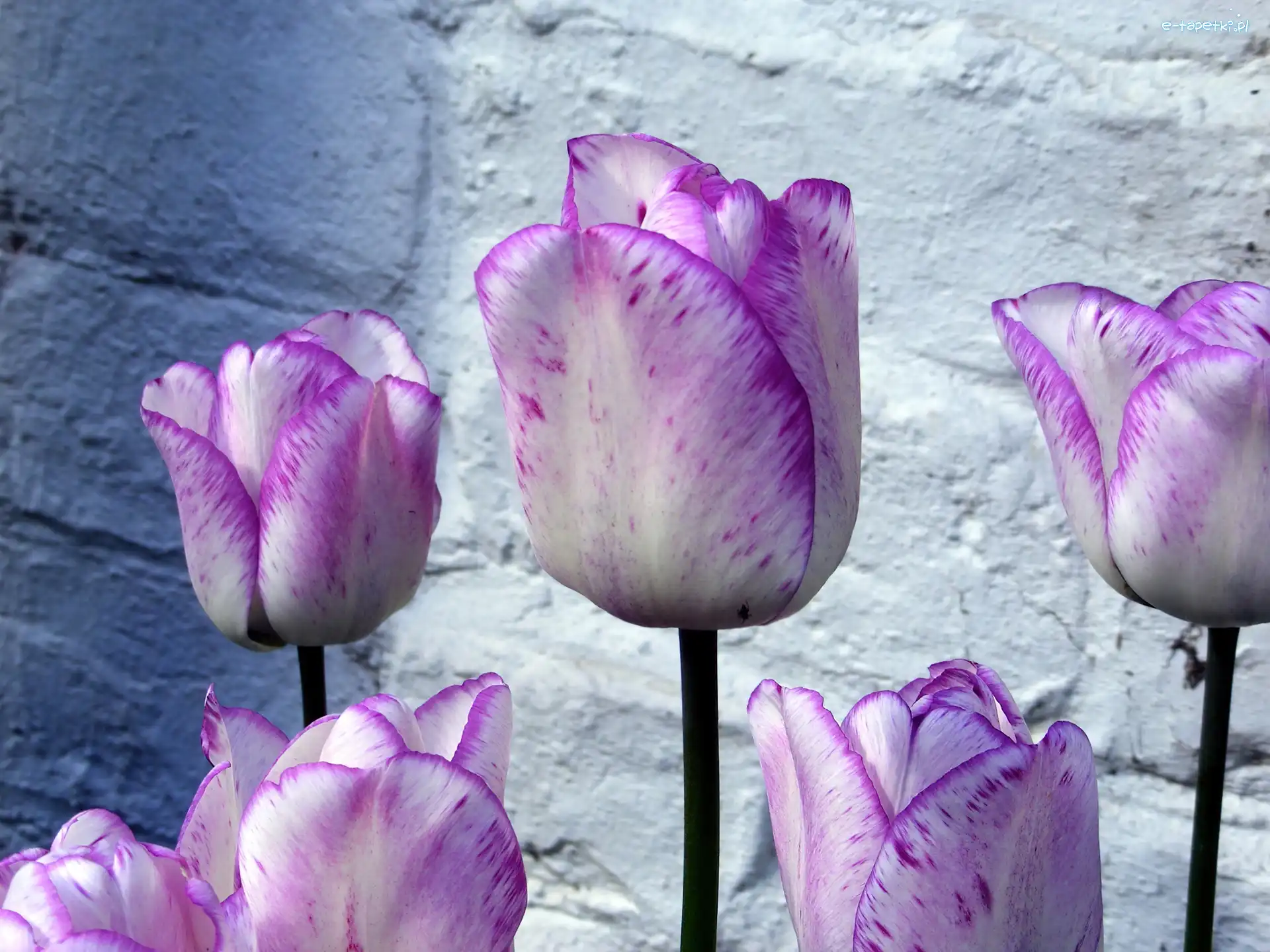 Tulipany, Fioletowe