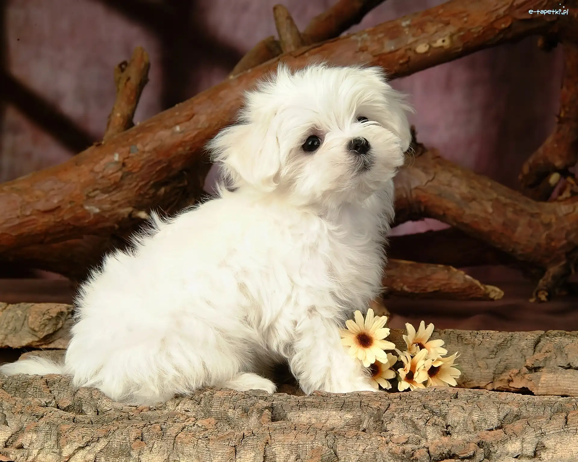 Maltańczyk, Szczeniaczek, Kwiatki, Maltese, Biały, Mały