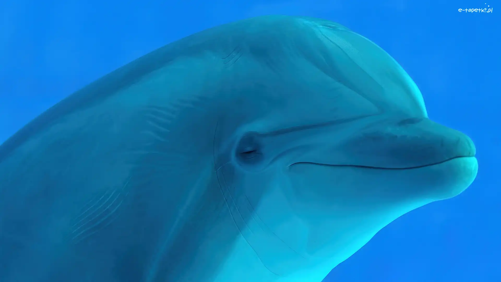 Delfin, Biały