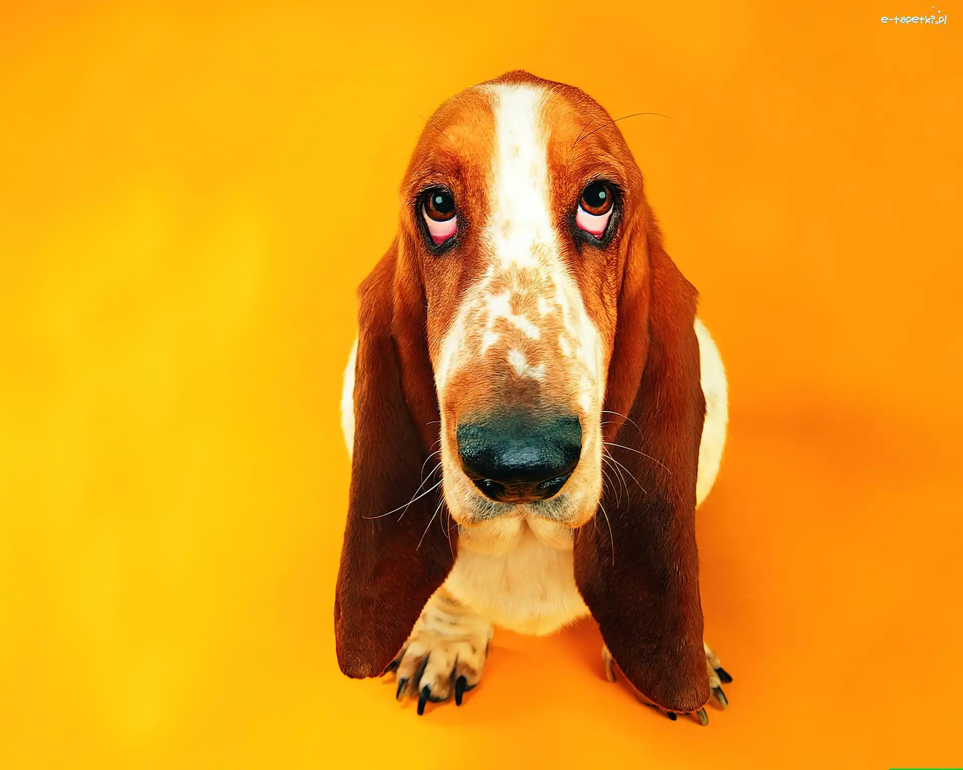 Basset