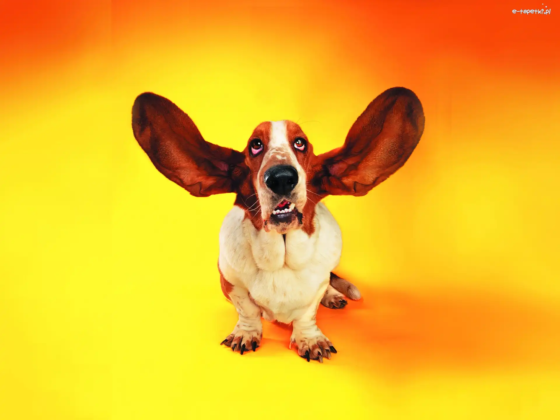 Basset, Uszy, Wielkie