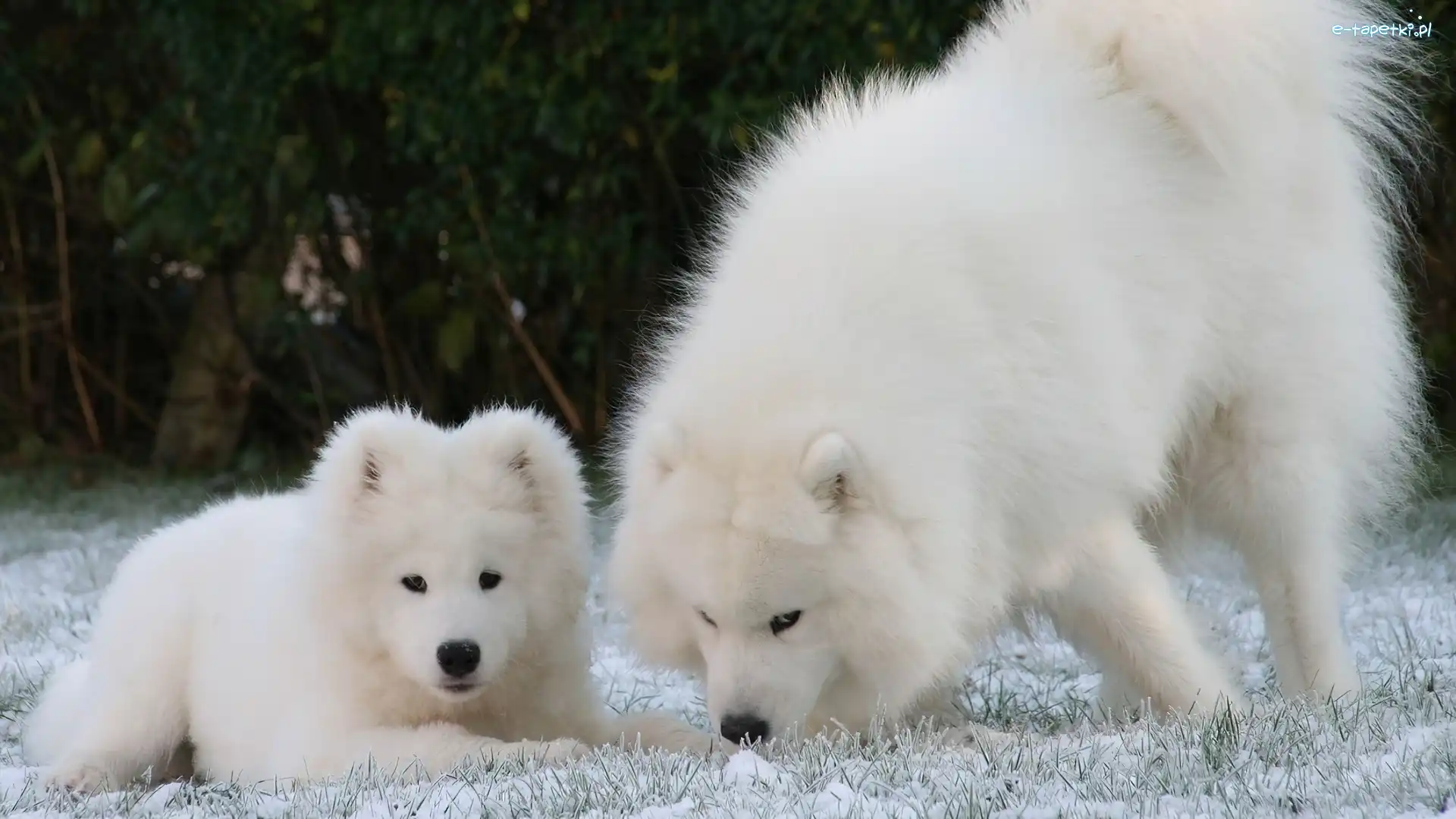 Samojed, Mały, Duży