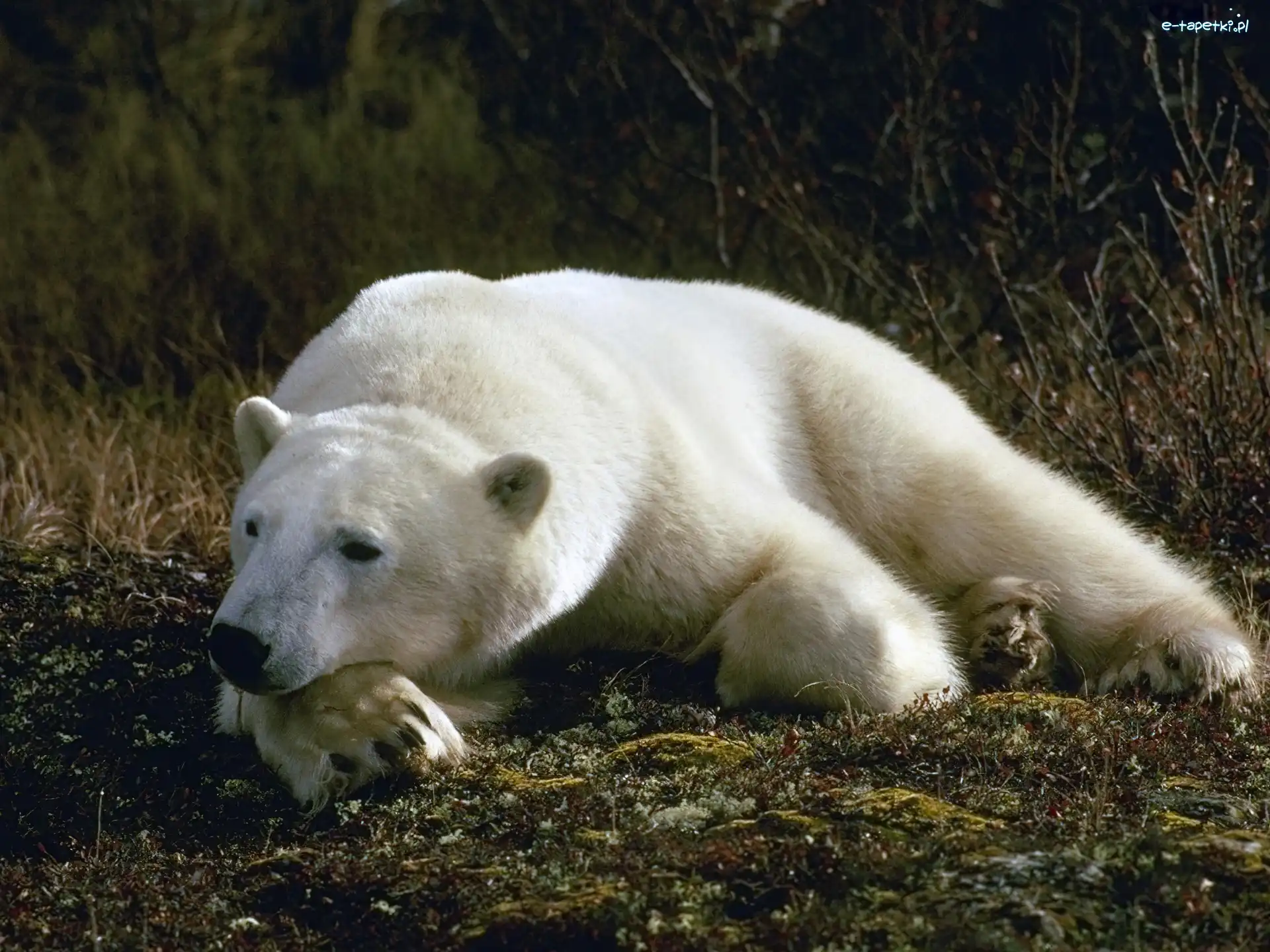 Polarny, Niedźwiedź, Biały