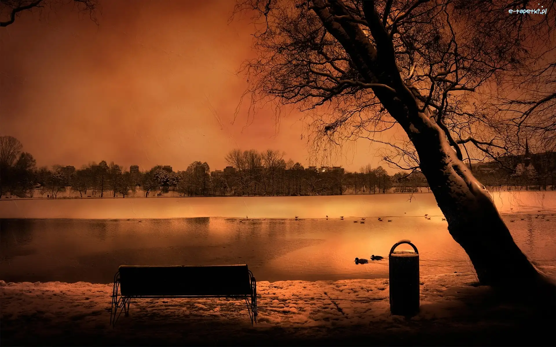 Drzewo, Ławka, Jezioro