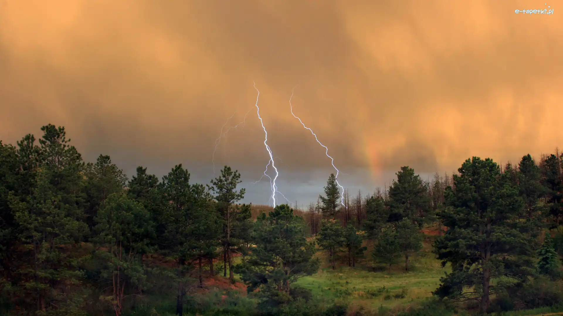 Pioruny, Burza, Las