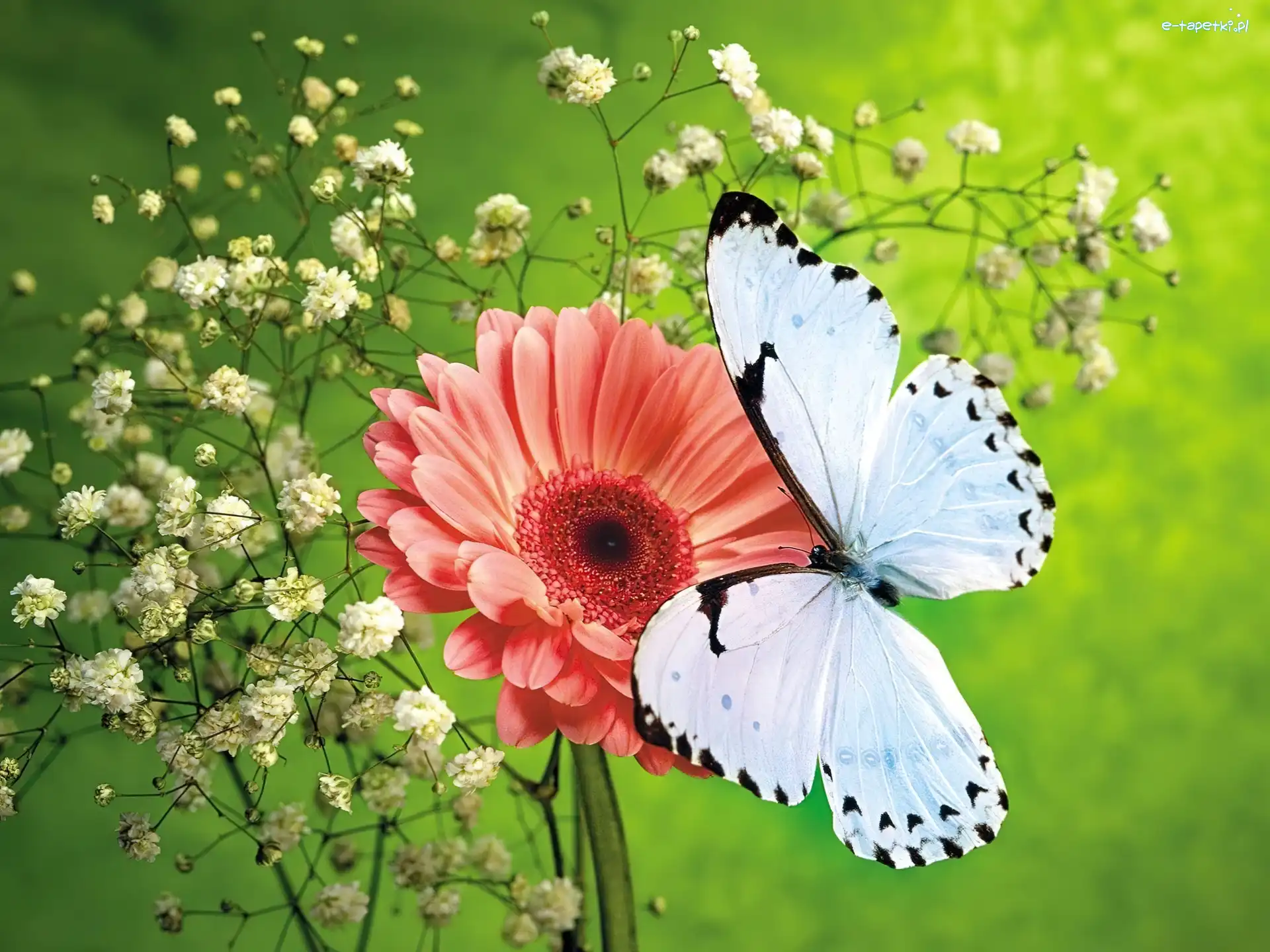 Gerbera, Motyl