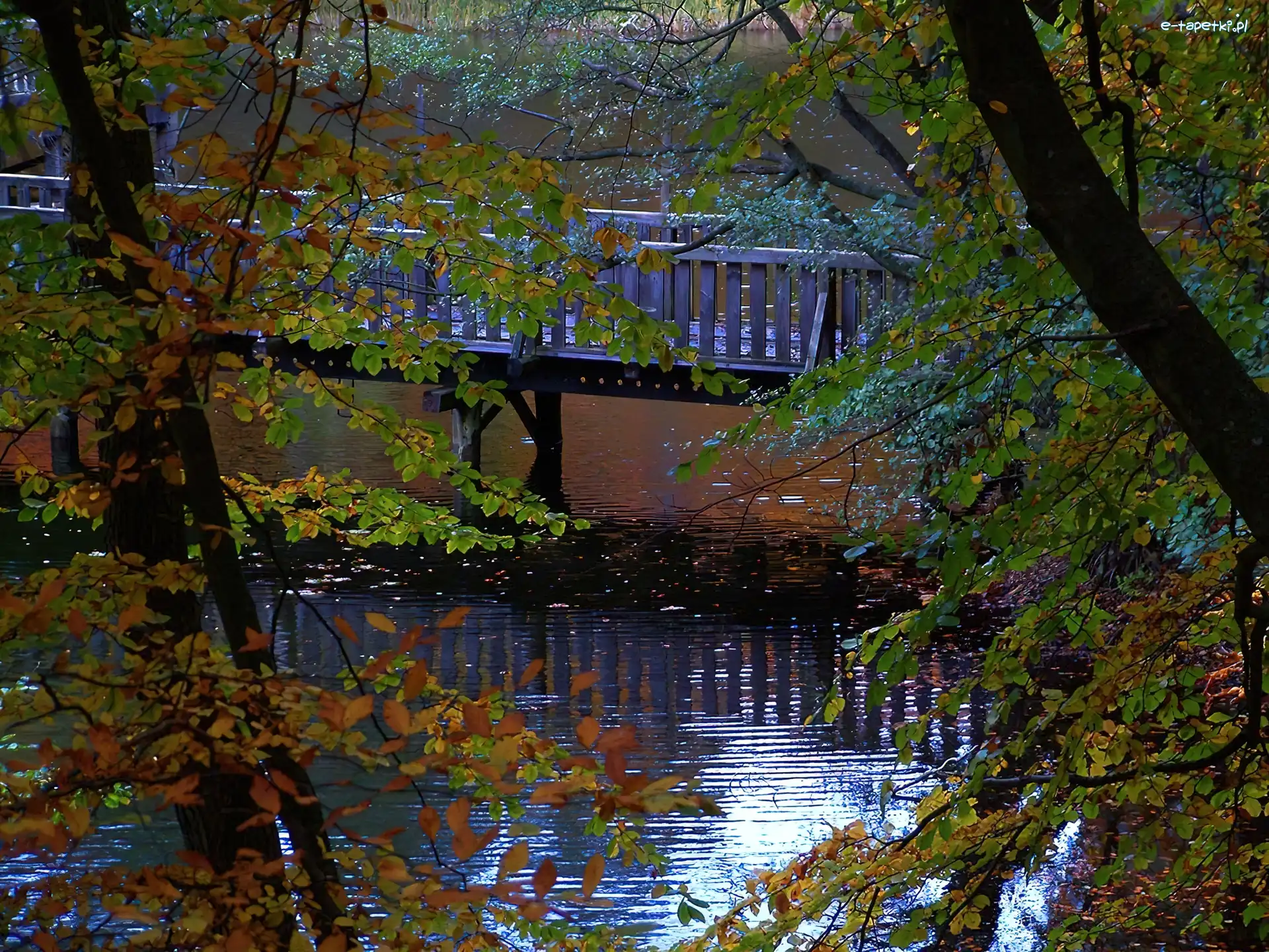Rzeka, Drzewa, Most