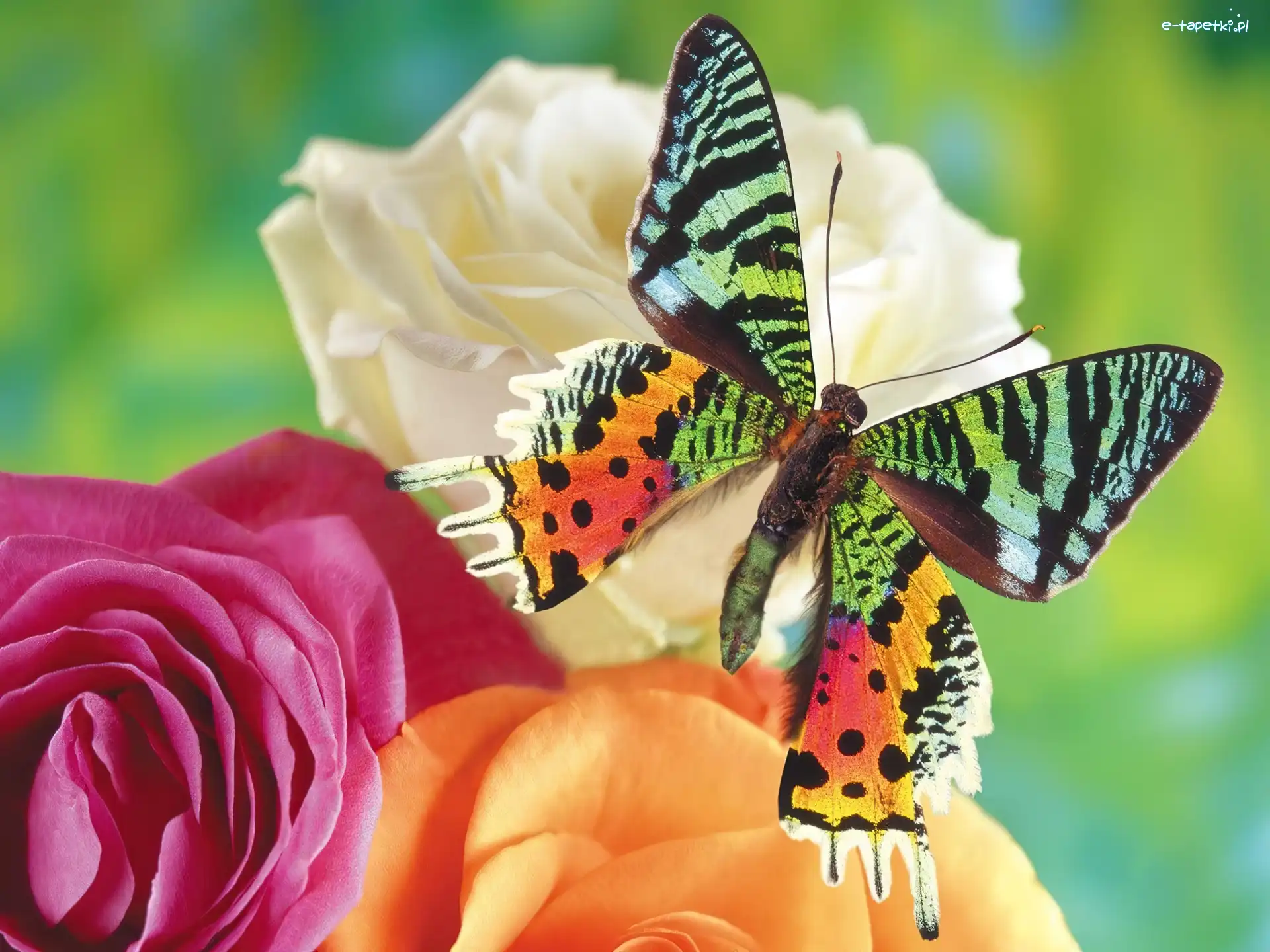 Kwiaty, Motyl, Kolorowy