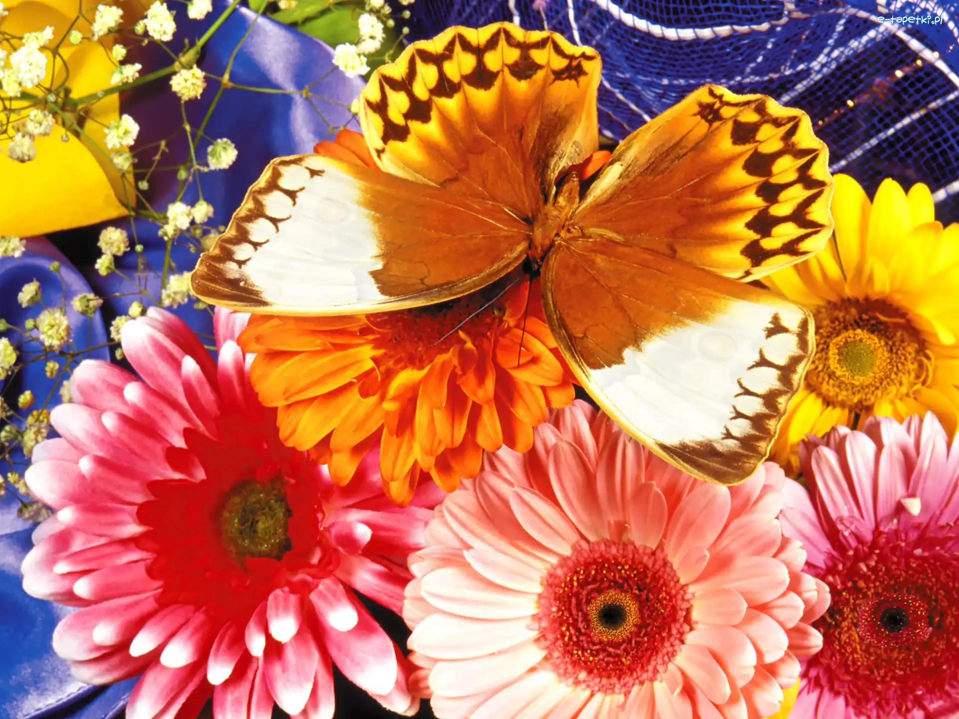 Gerbery, Kolorowe, Motyl