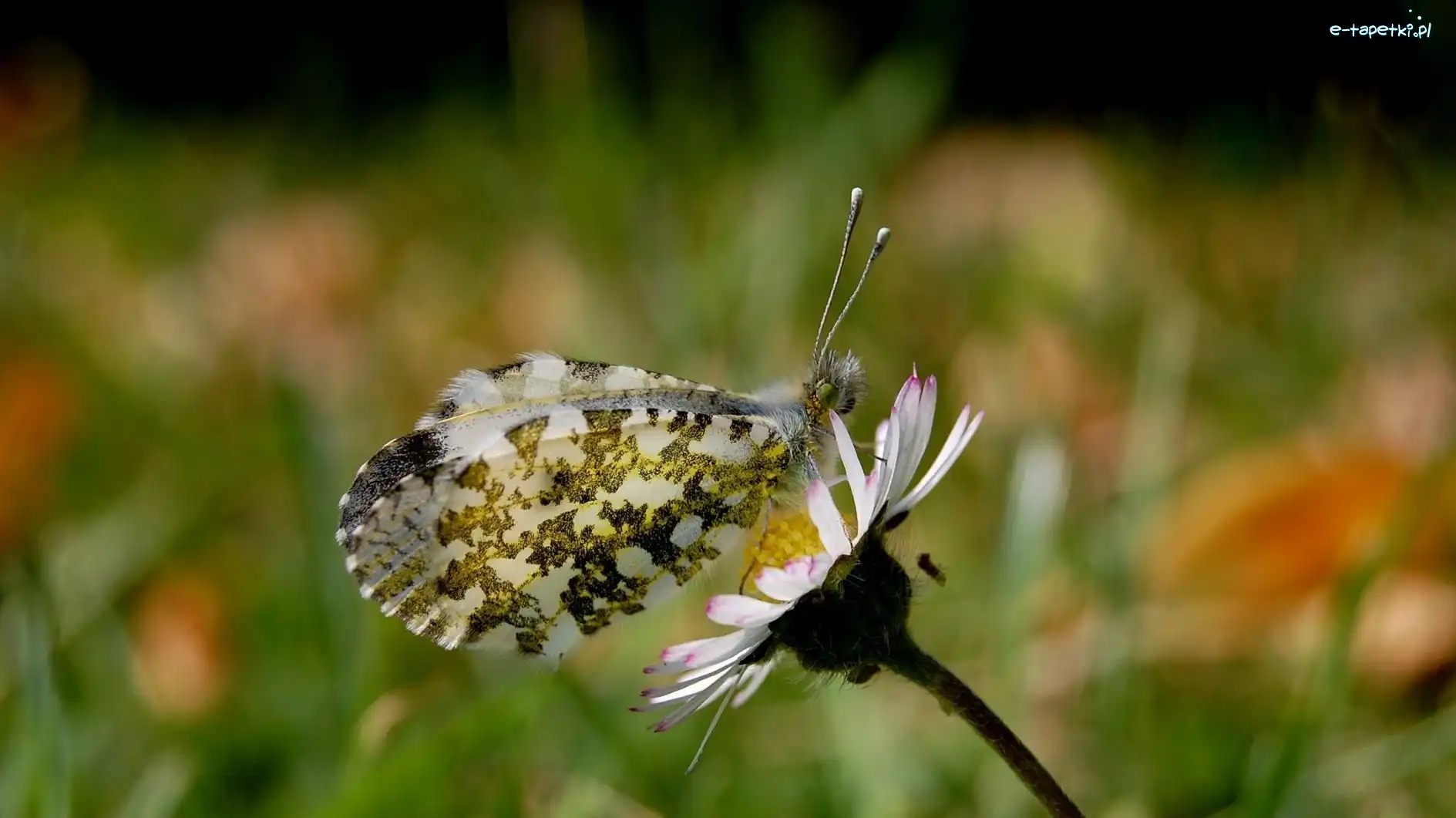 Kwiatek, Motyl
