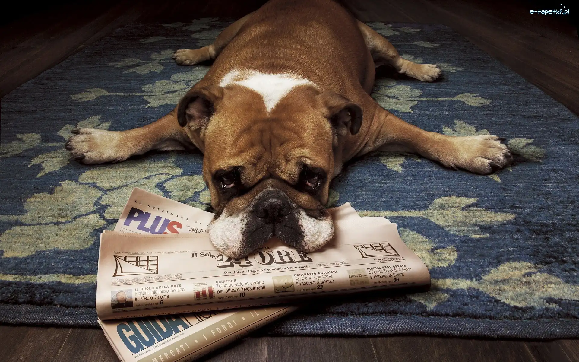 Pies, Gazeta, Buldog, Znudzony
