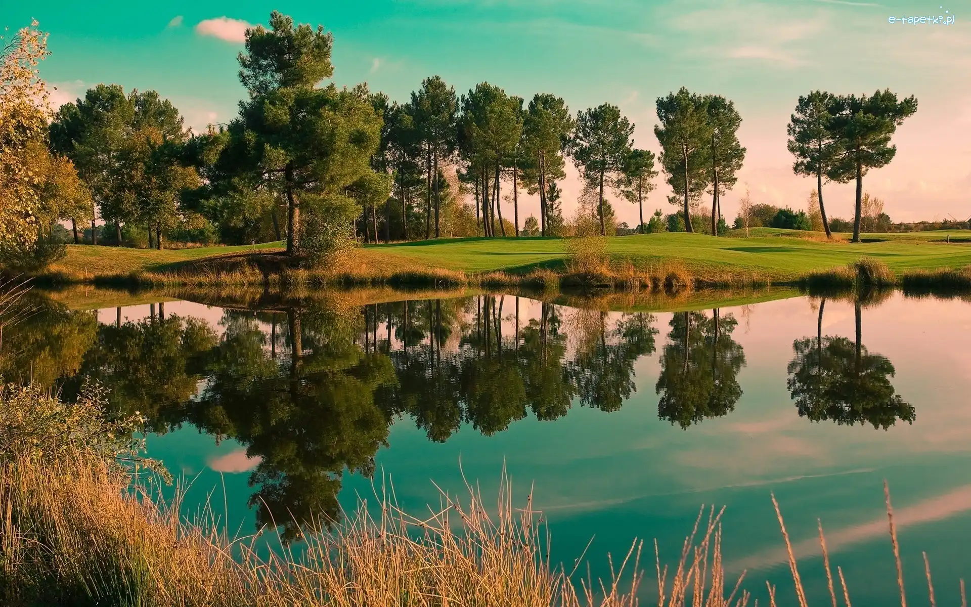 Stawek, Golfowe, Pole, Drzewa