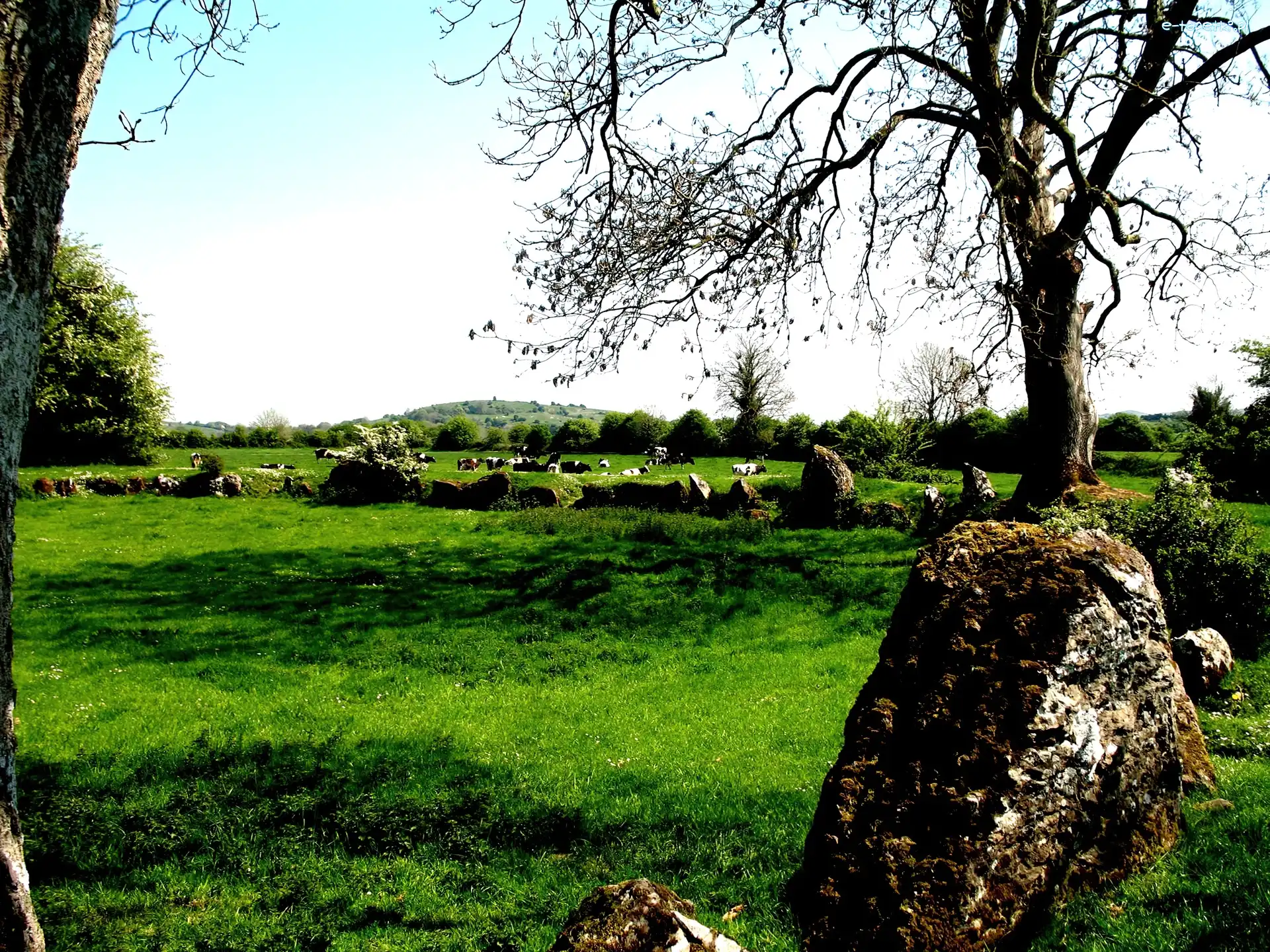 Łąka, Przyroda, Natura, Irlandia
