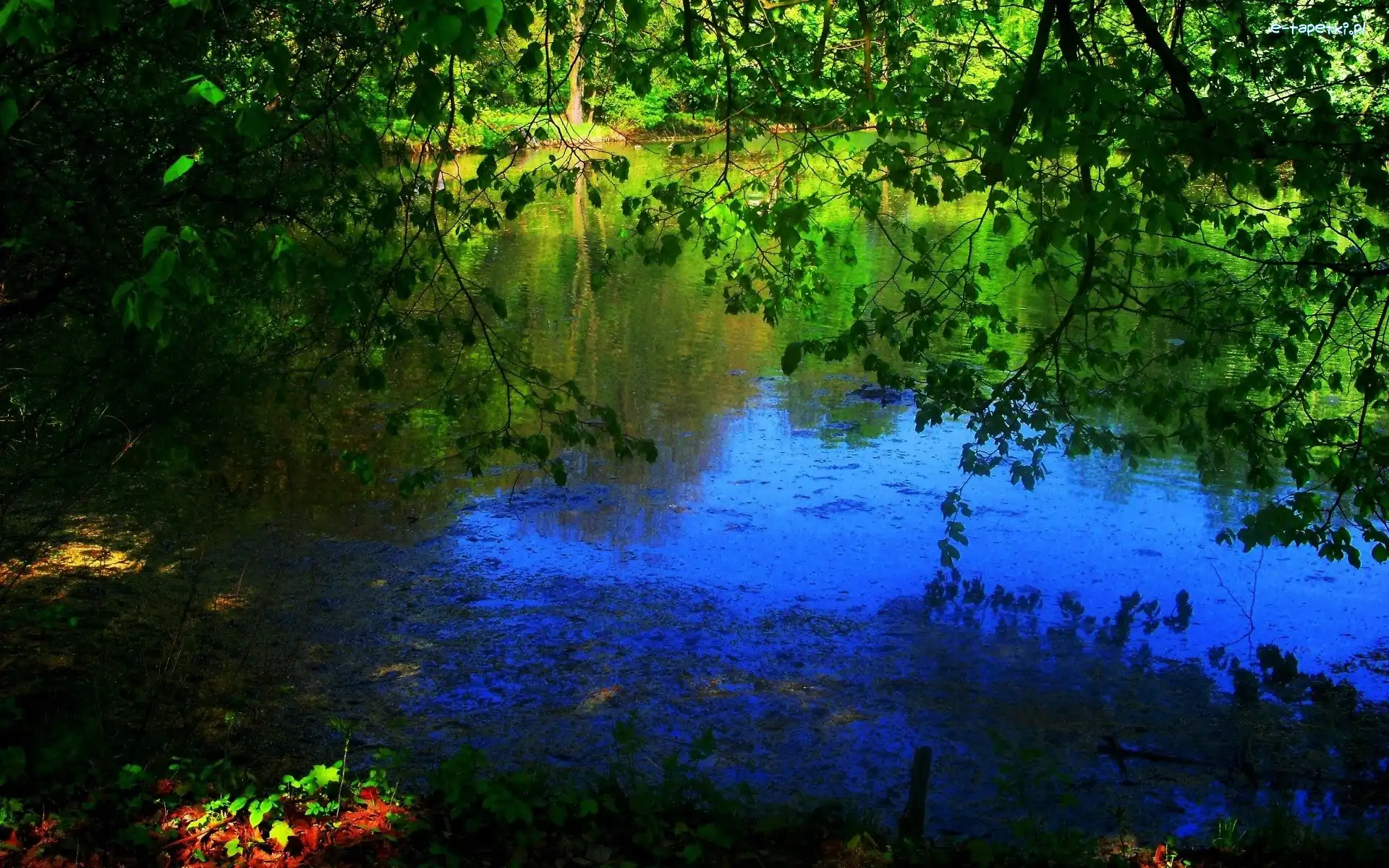 Drzewa, Jezioro