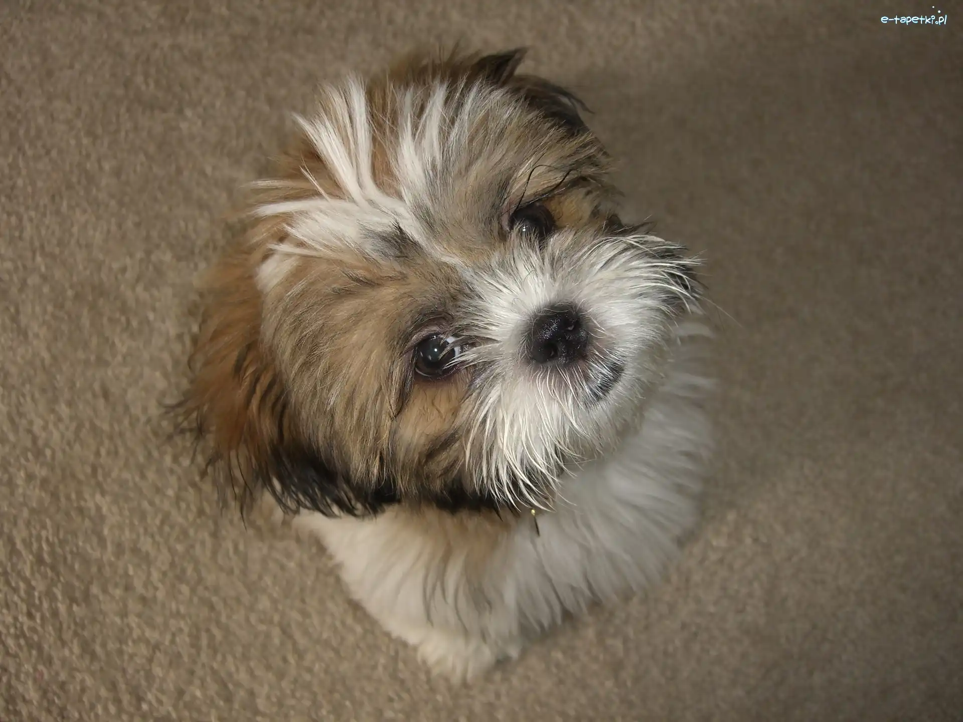 Shih Tzu, Mały