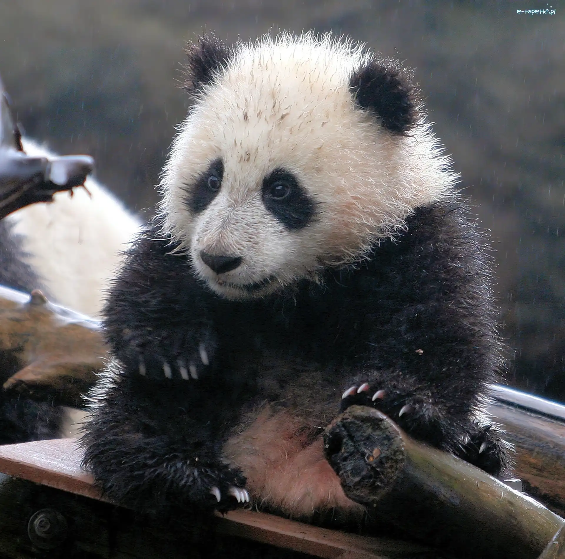 Drzewo, Panda