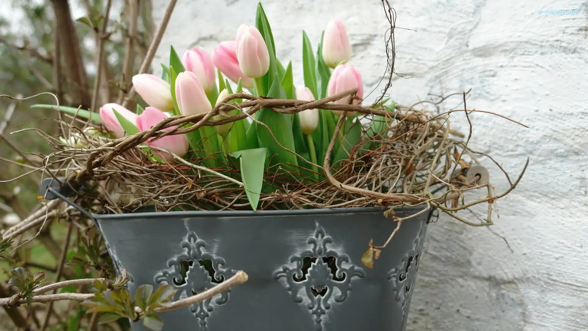 Tulipany, Wiadro