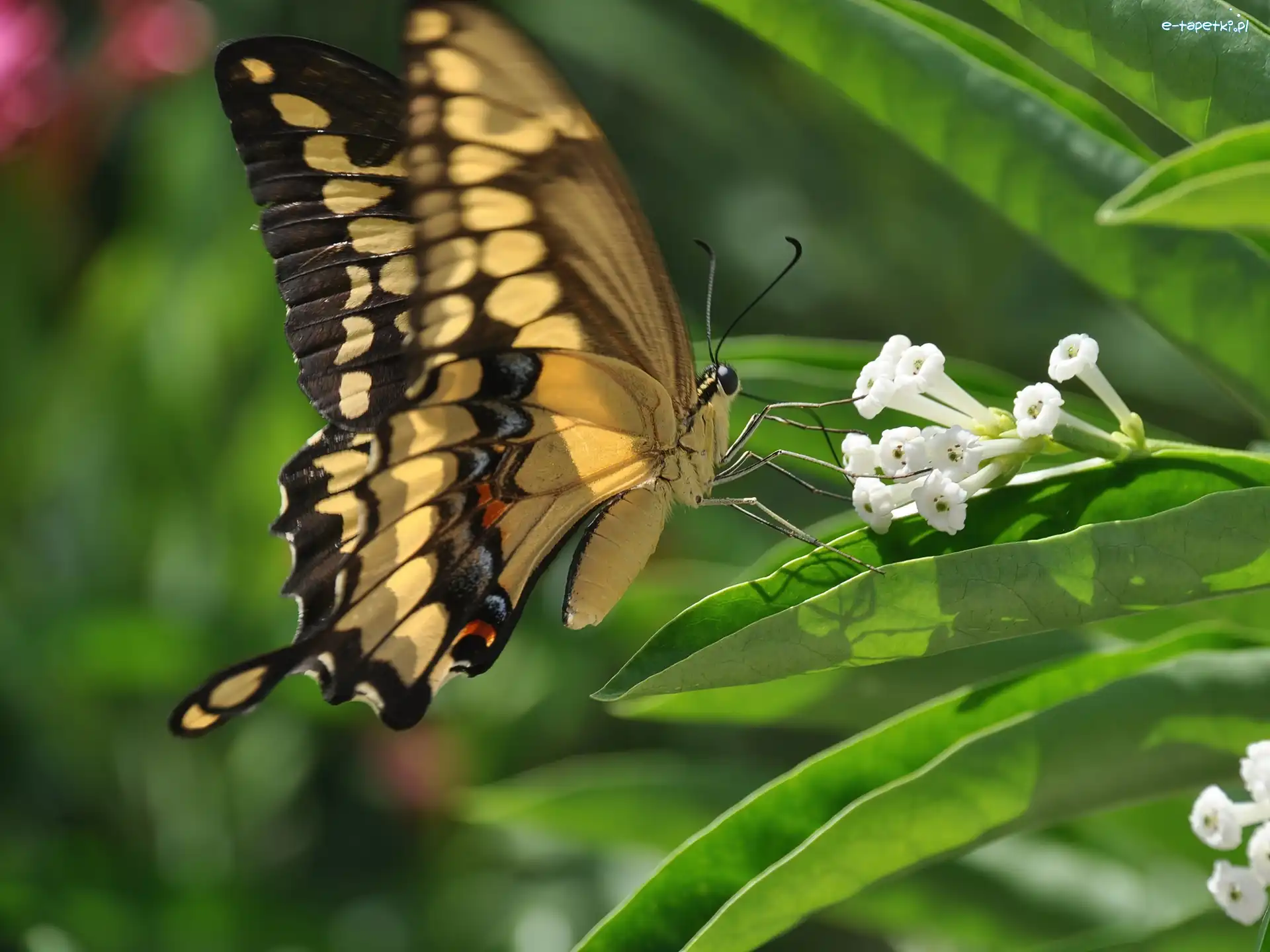 Liście, Motyl, Kwiat