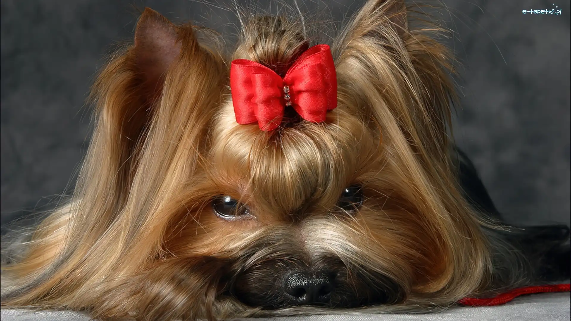 Kokardka, Yorkshire Terrier