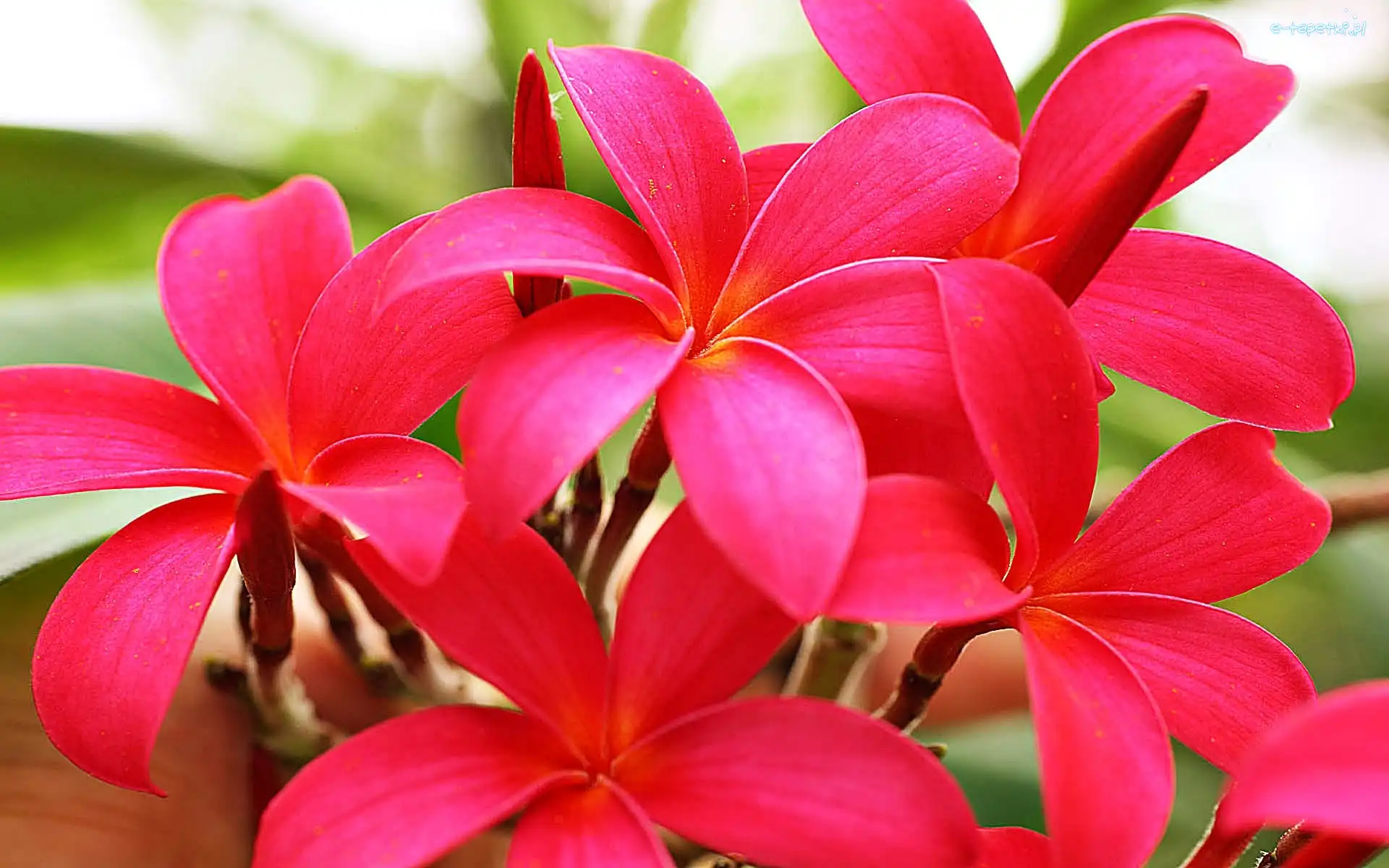Plumeria, Różowa