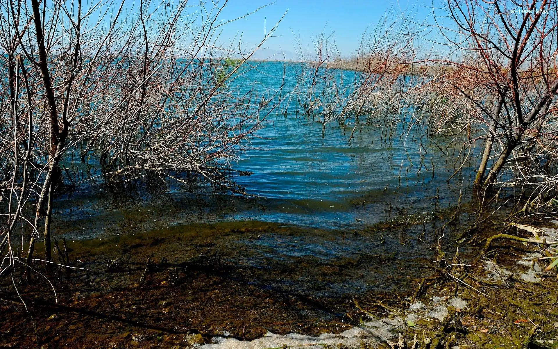 Drzewa, Zarośla, Jezioro