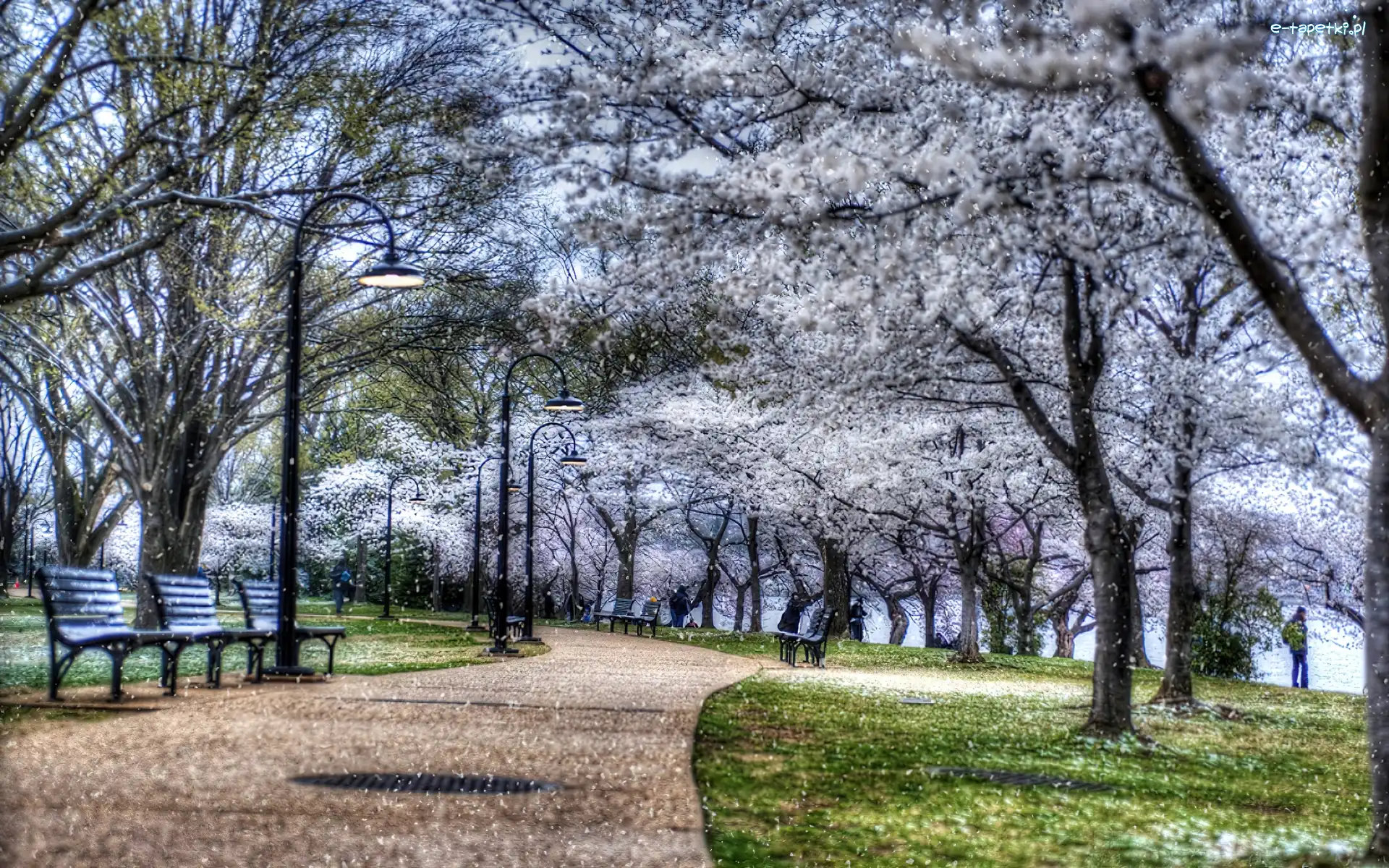 Kwitnące, Ławki, Drzewa, Park