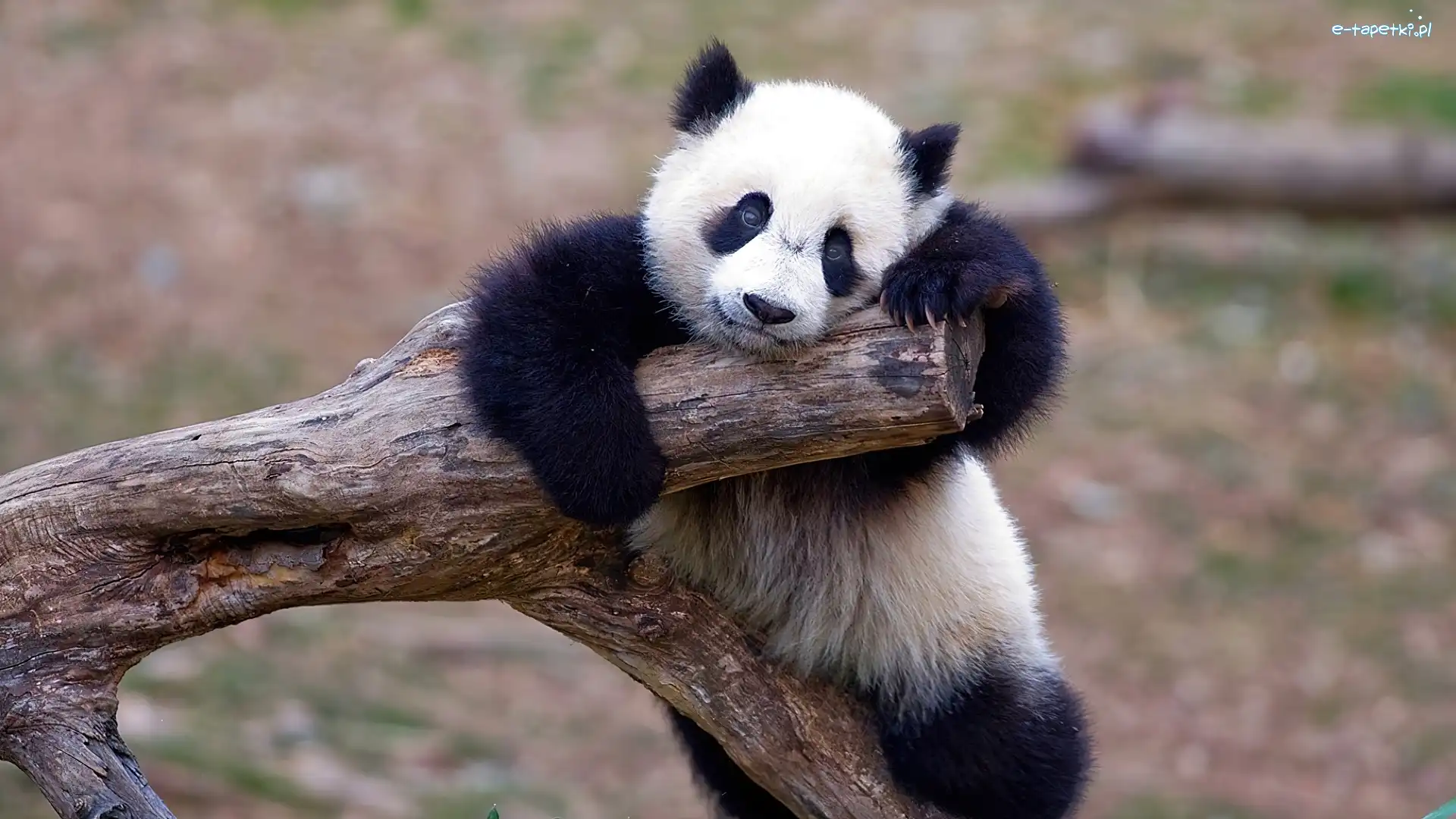Panda, Miś