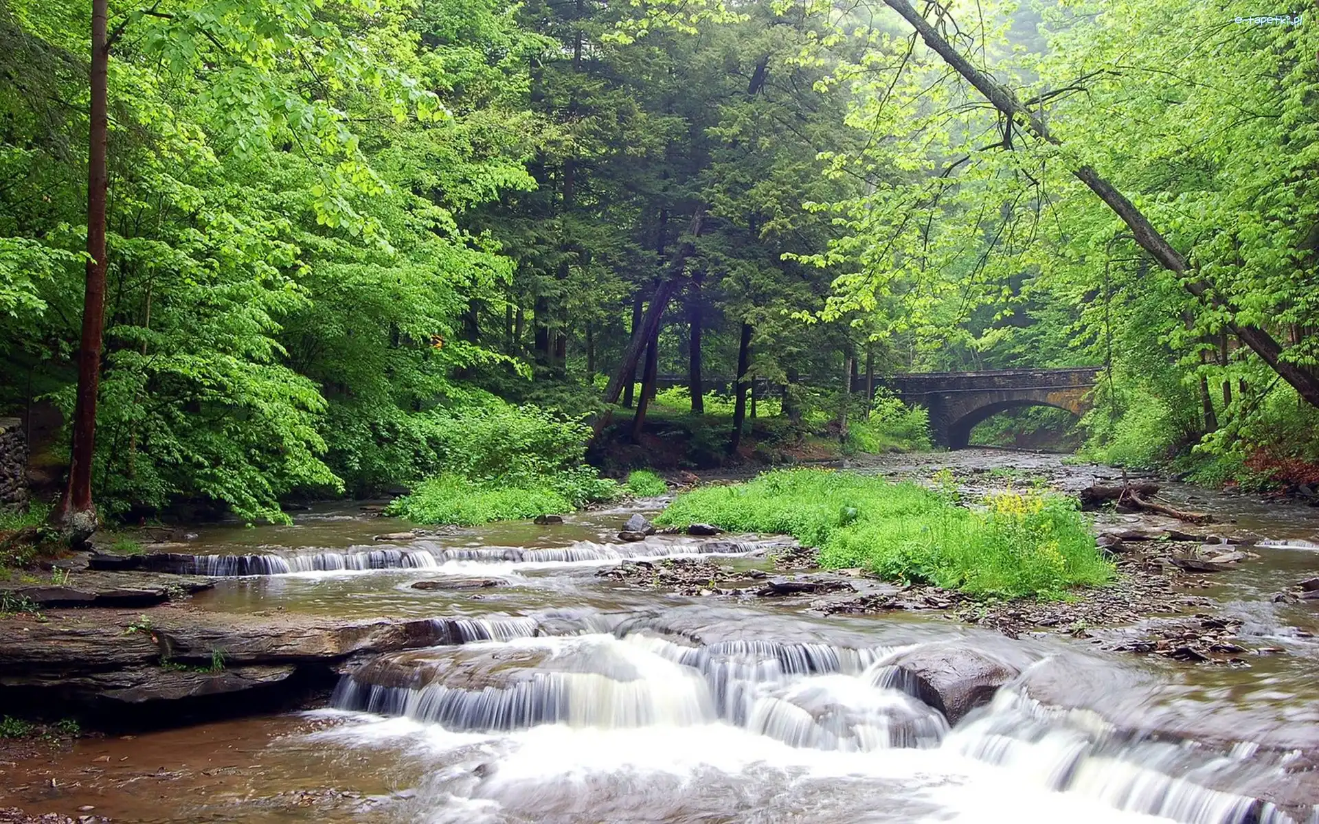 Drzewa, Rzeka