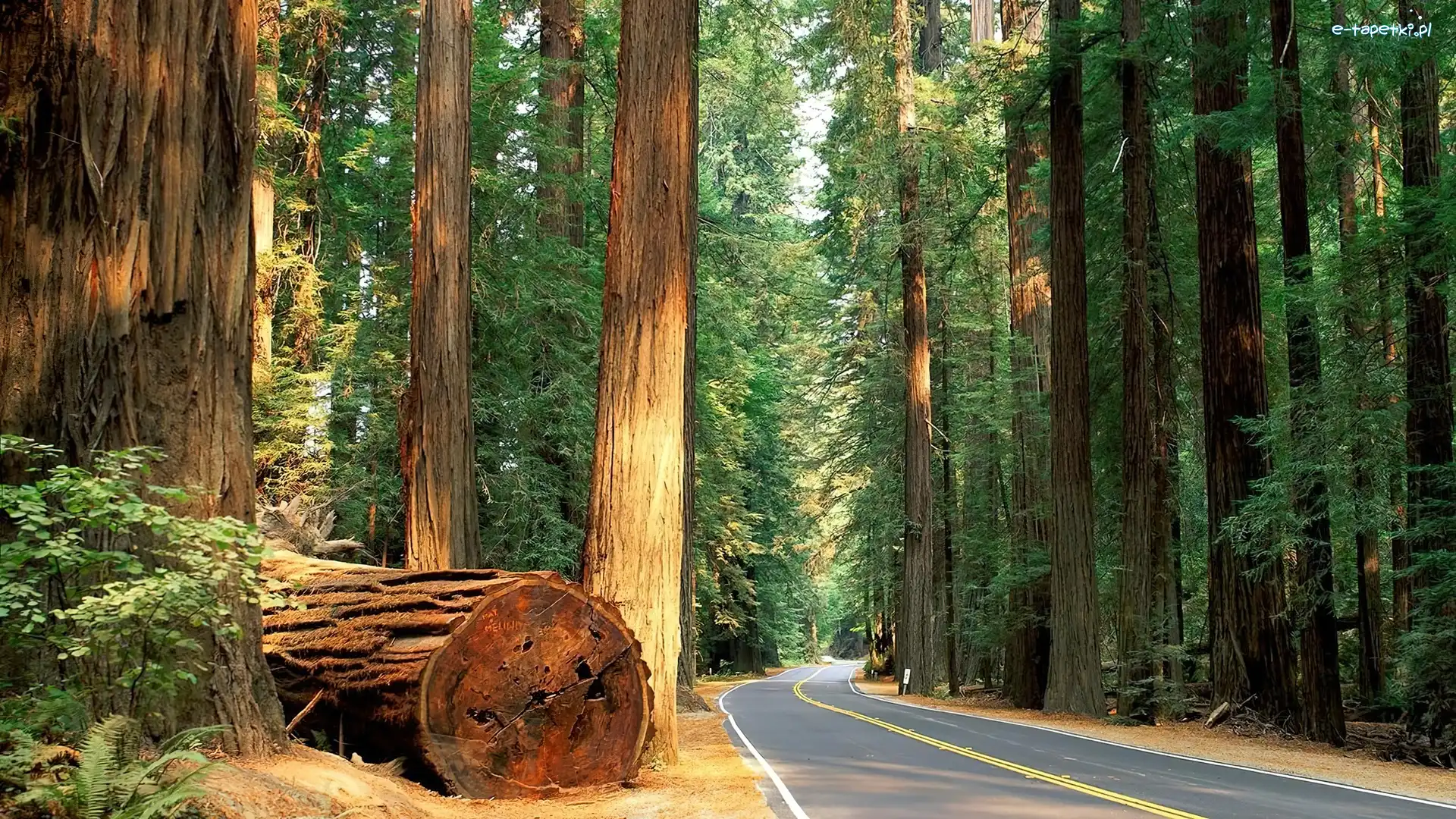 Pnie, Park miejski Humboldt Redwoods State Park, Drzewa, Stan Kalifornia, Stany Zjednoczone, Droga, Sekwoje