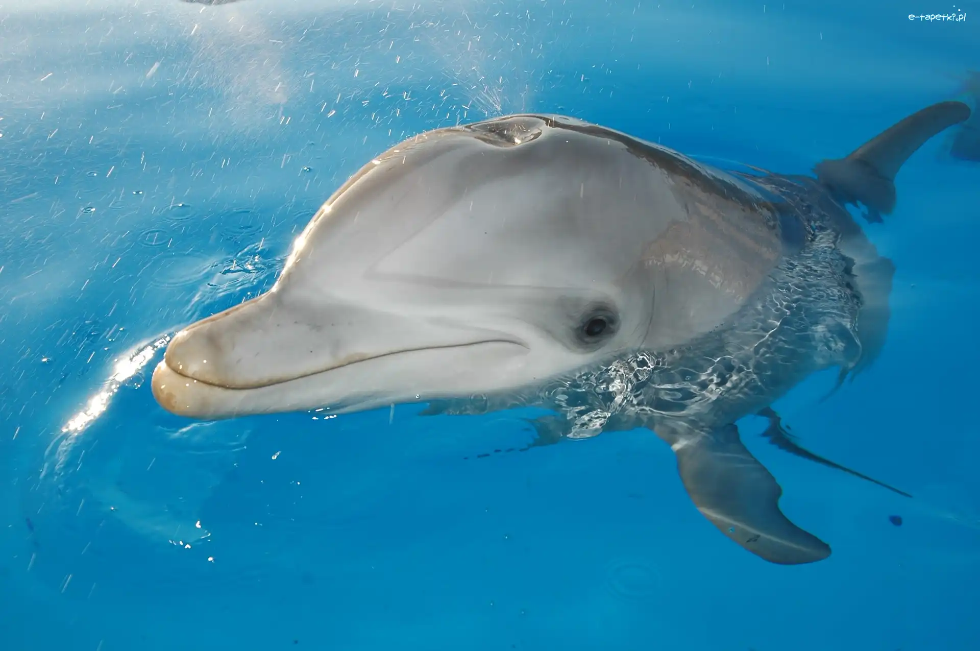 Basen, Delfin
