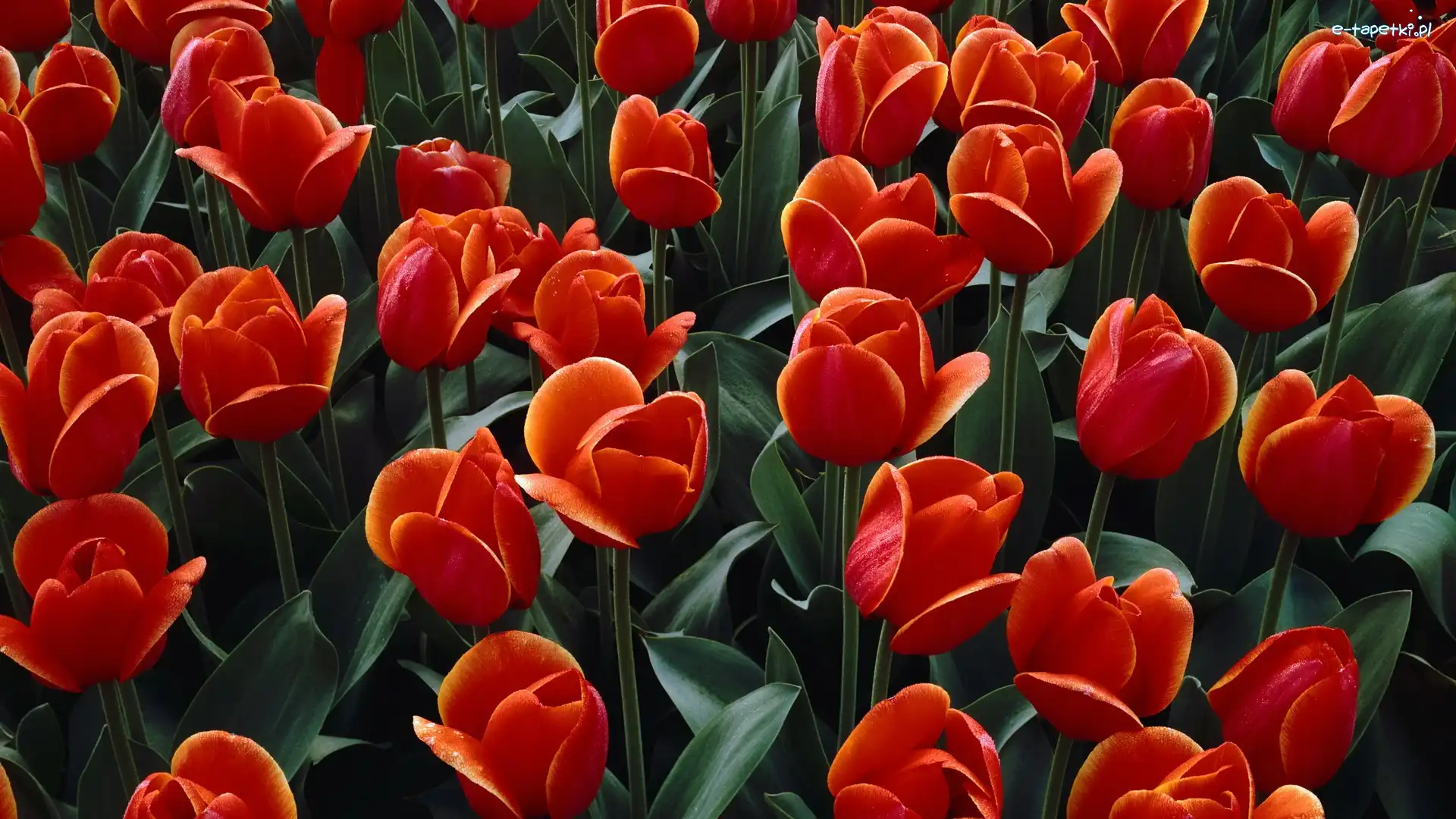 Czerwone, Tulipany