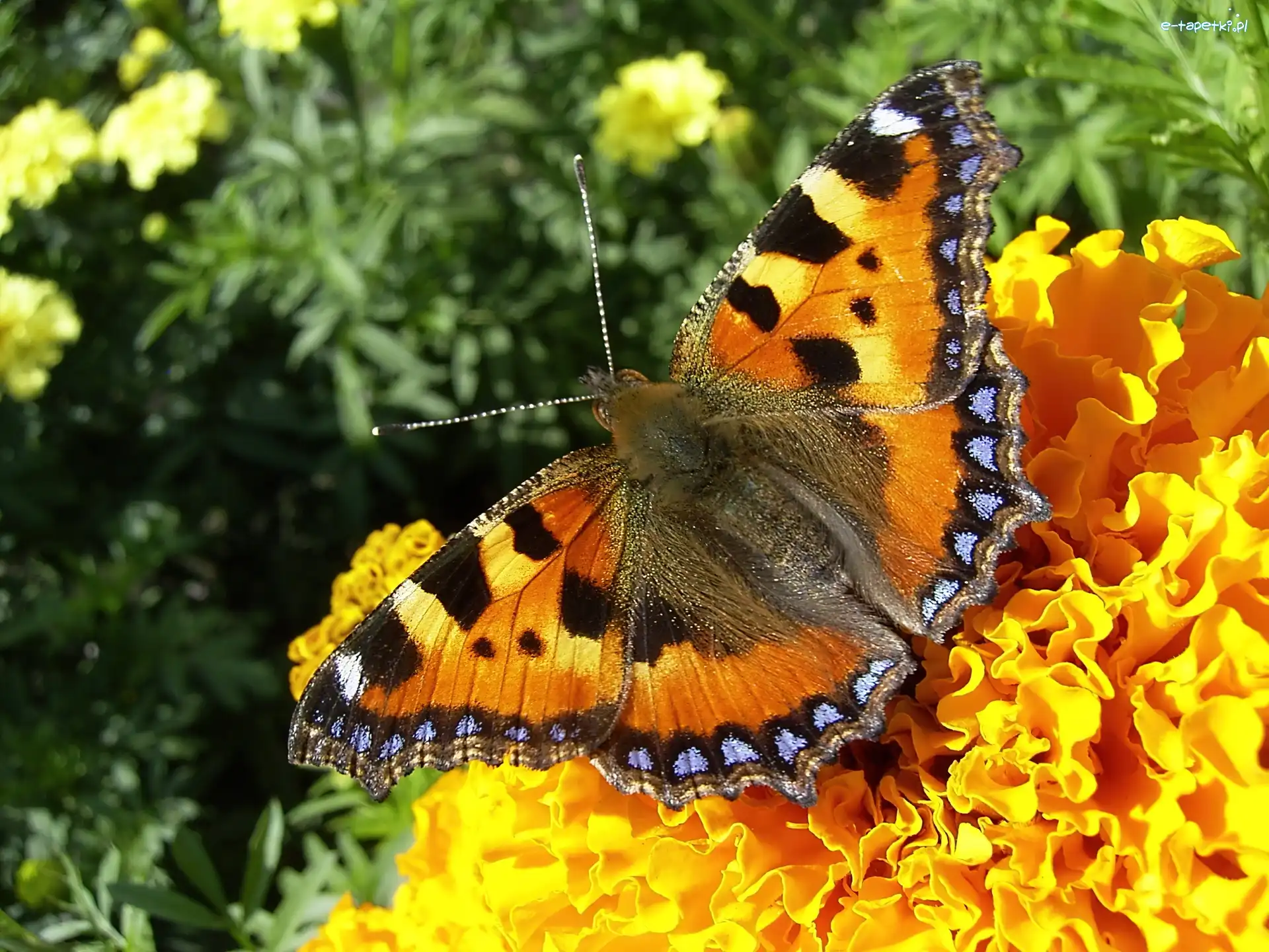 Kwiat, Rusałka Pokrzywnik, Motyl