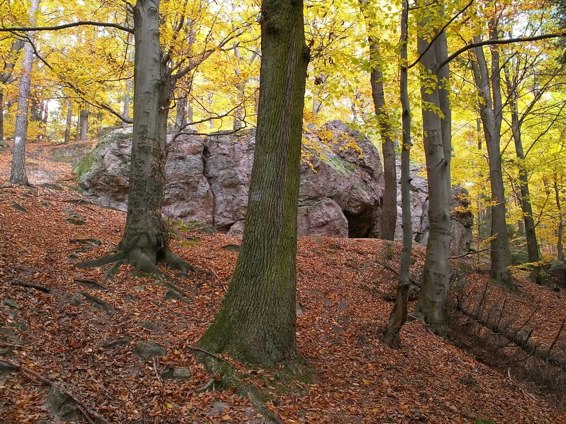Głazy, Jaskinia, Wejście, Drzewa