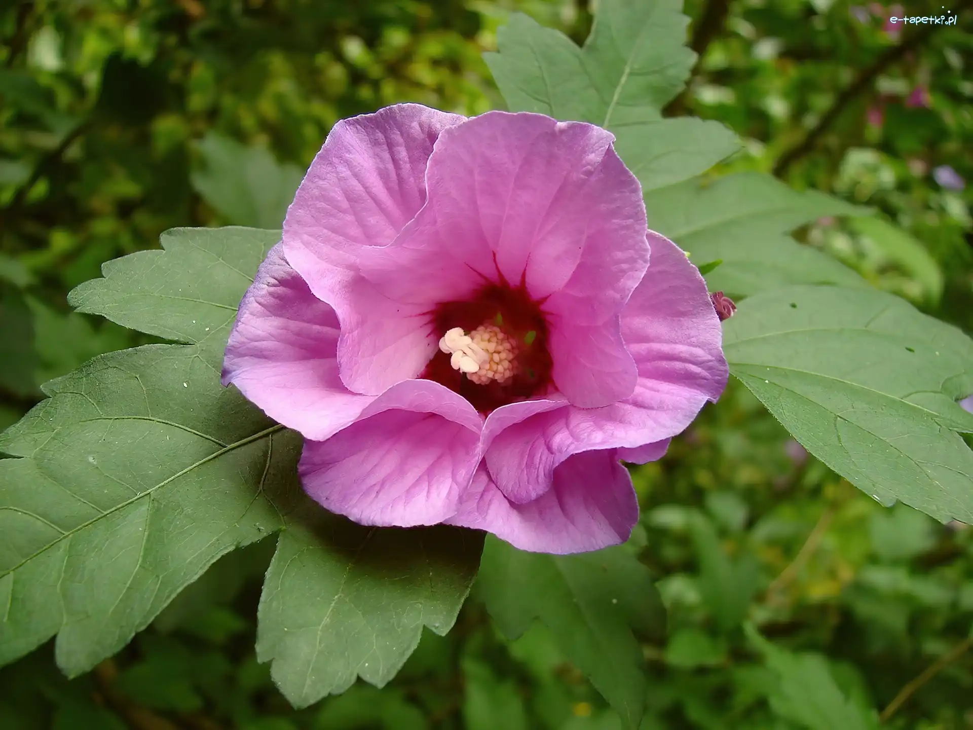 Kwiat, Liście, Hibiskus, Fioletowy