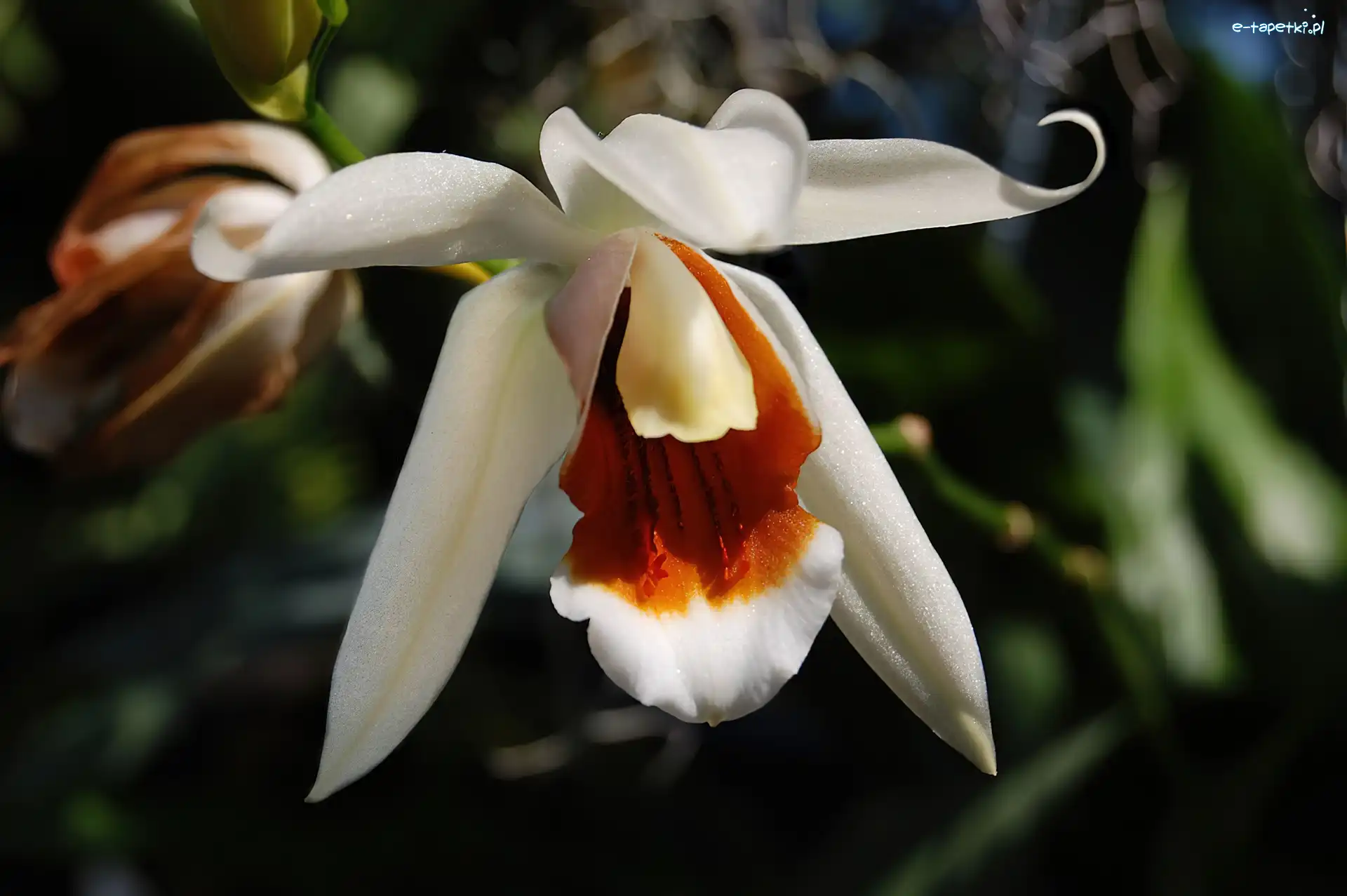 Liście, Biała, Orchidea