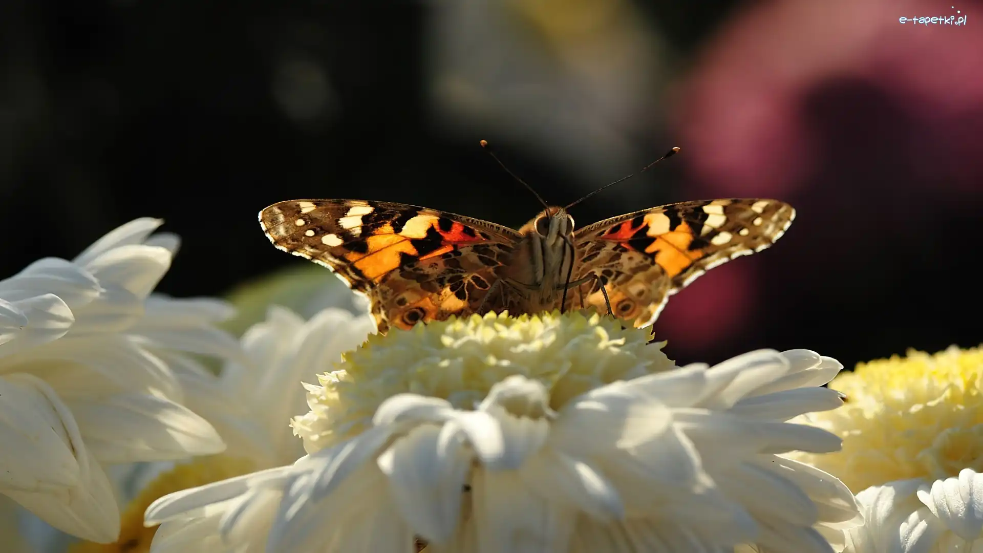 Motyl, Kwiat