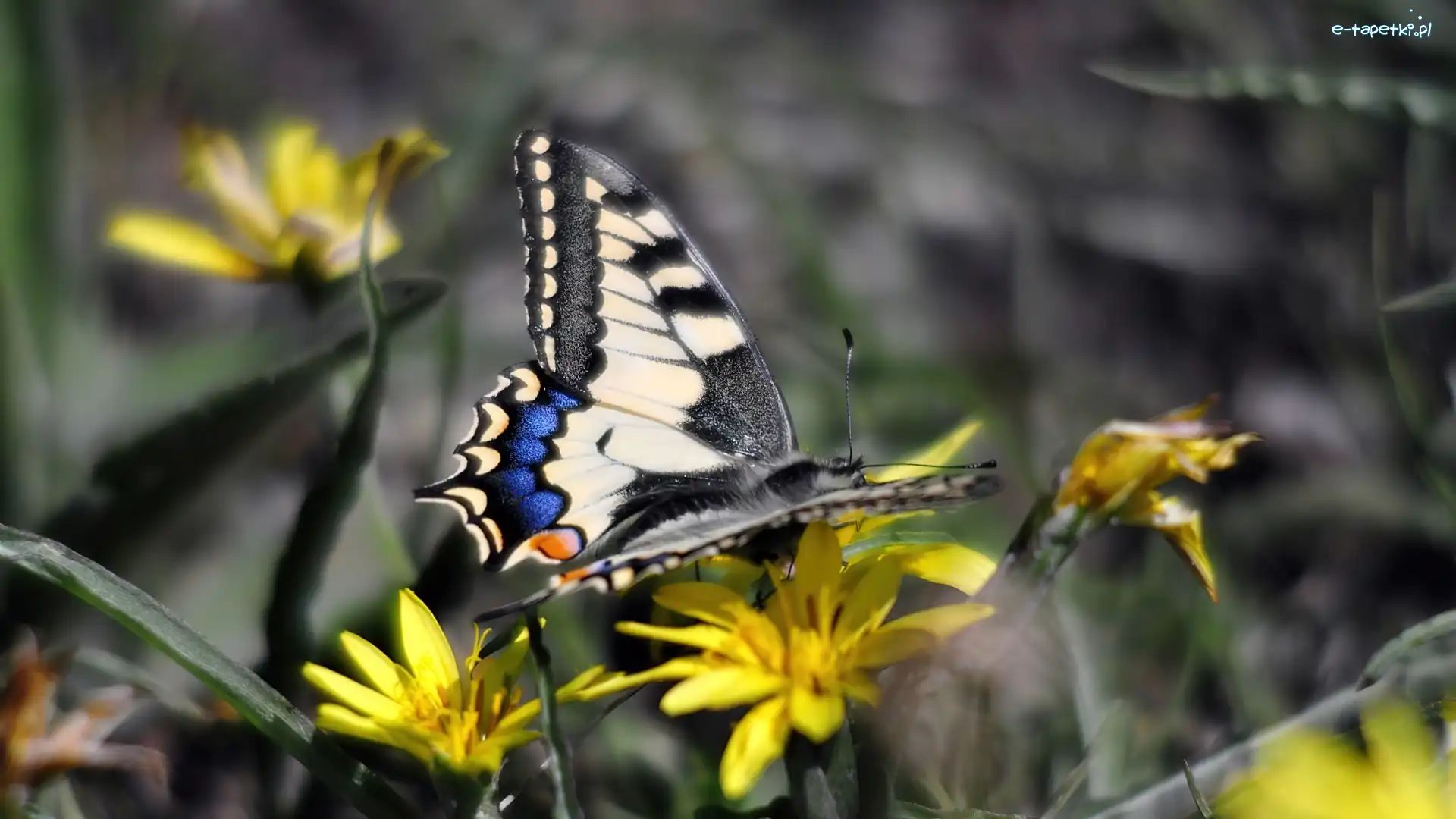 Paź królowej, Kwiaty, Żółte, Motyl