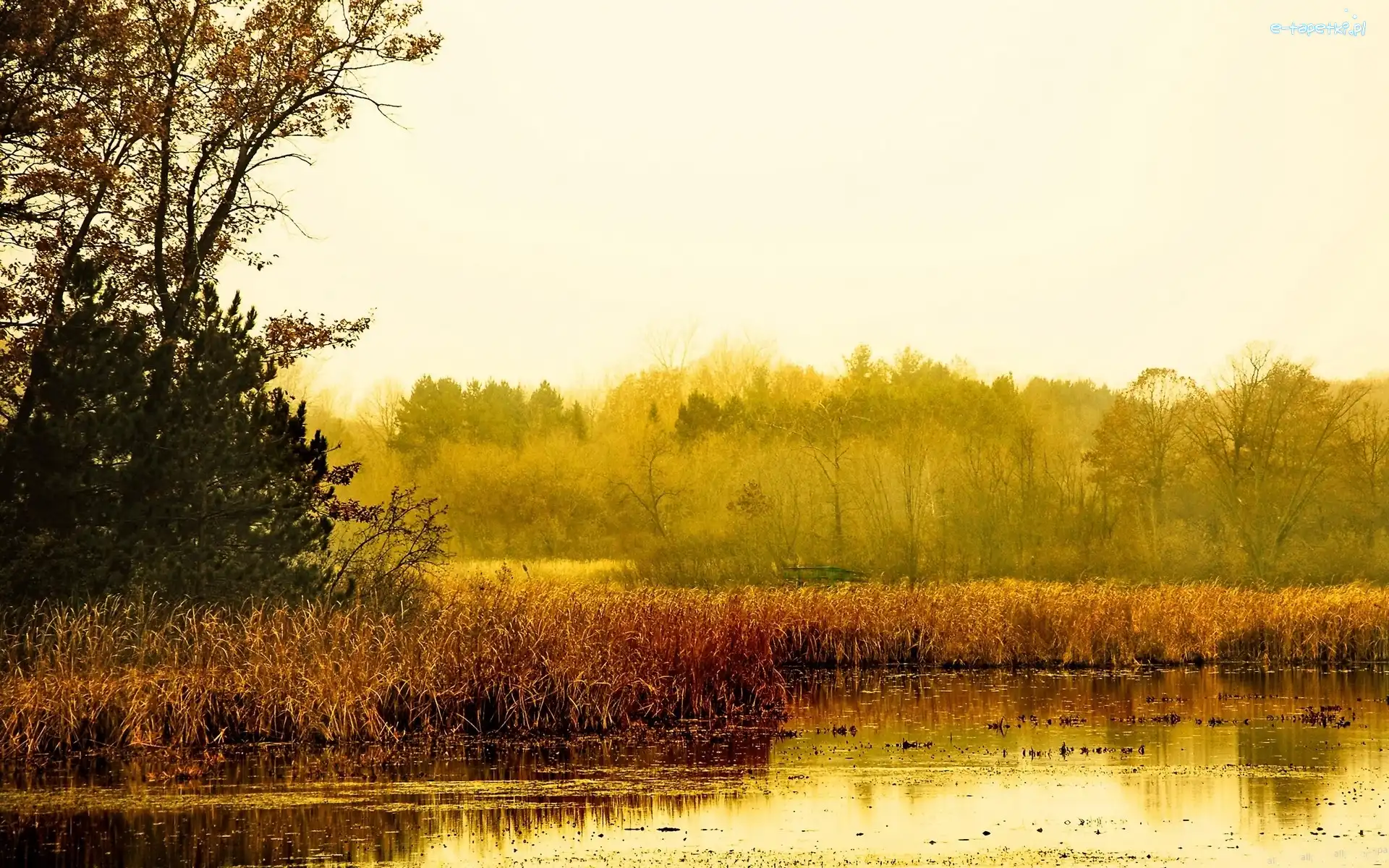 Wschód, Szuwary, Słońca, Jezioro