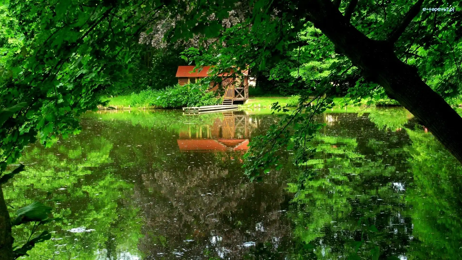 Domek, Drzewa, Jezioro