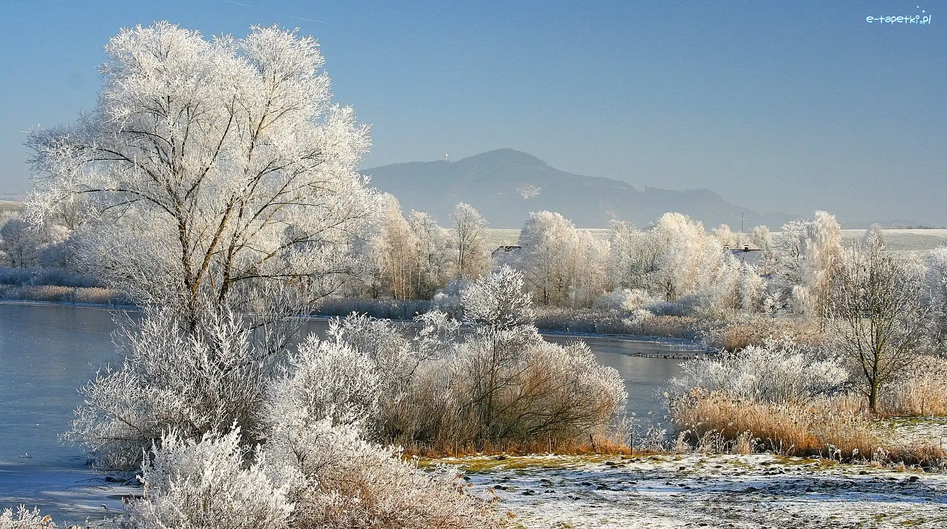 Drzewa, Śnieg, Zima