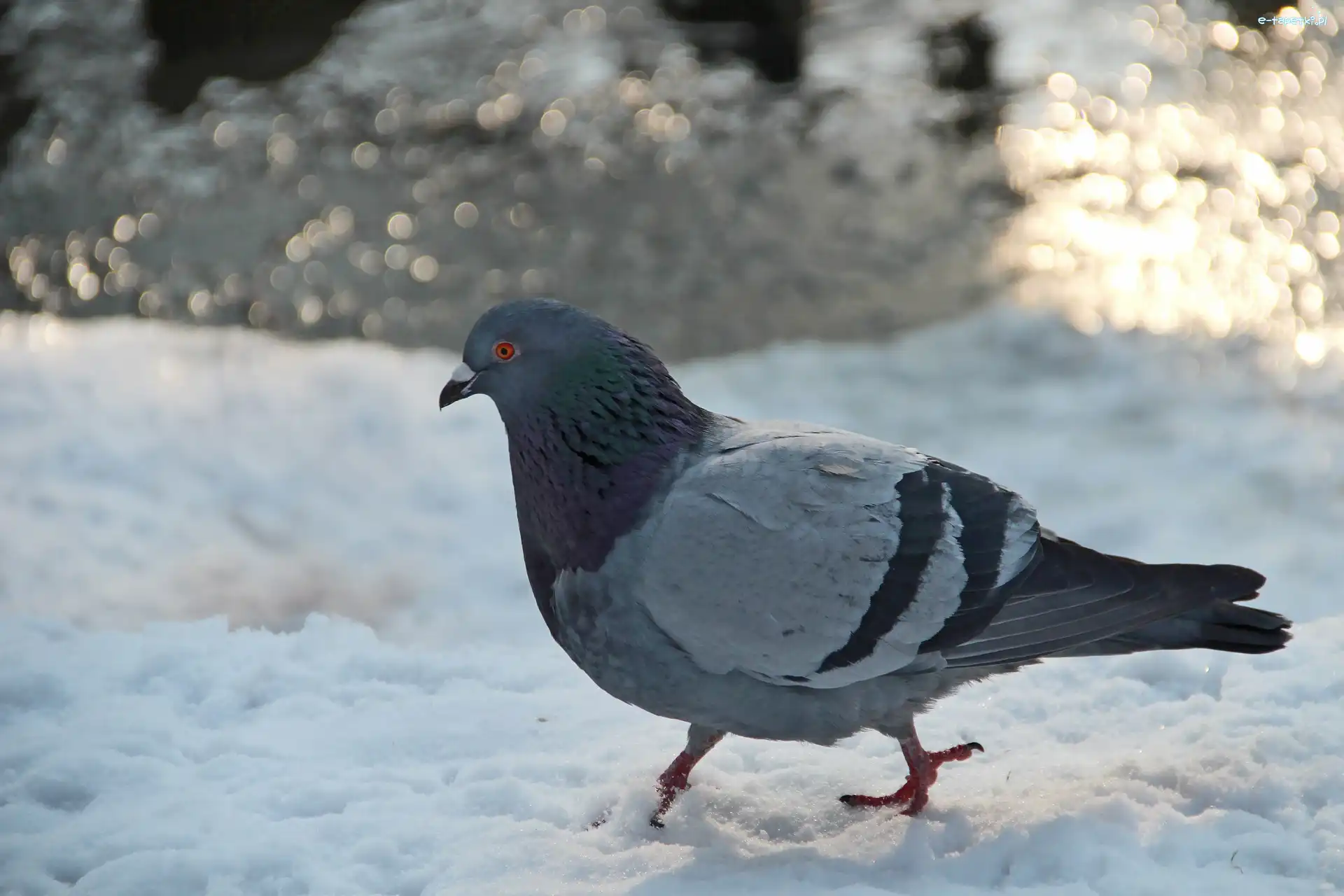 Gołąb