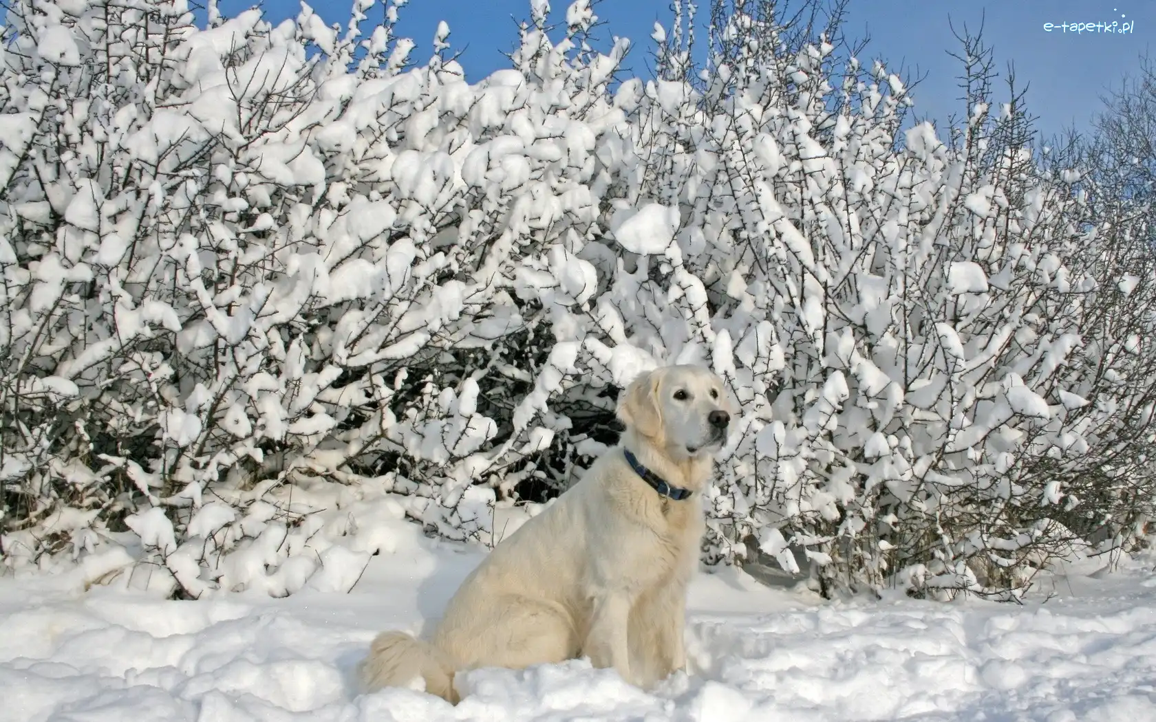 Krzewy, Labrador, Biszkoptowy, Śnieg