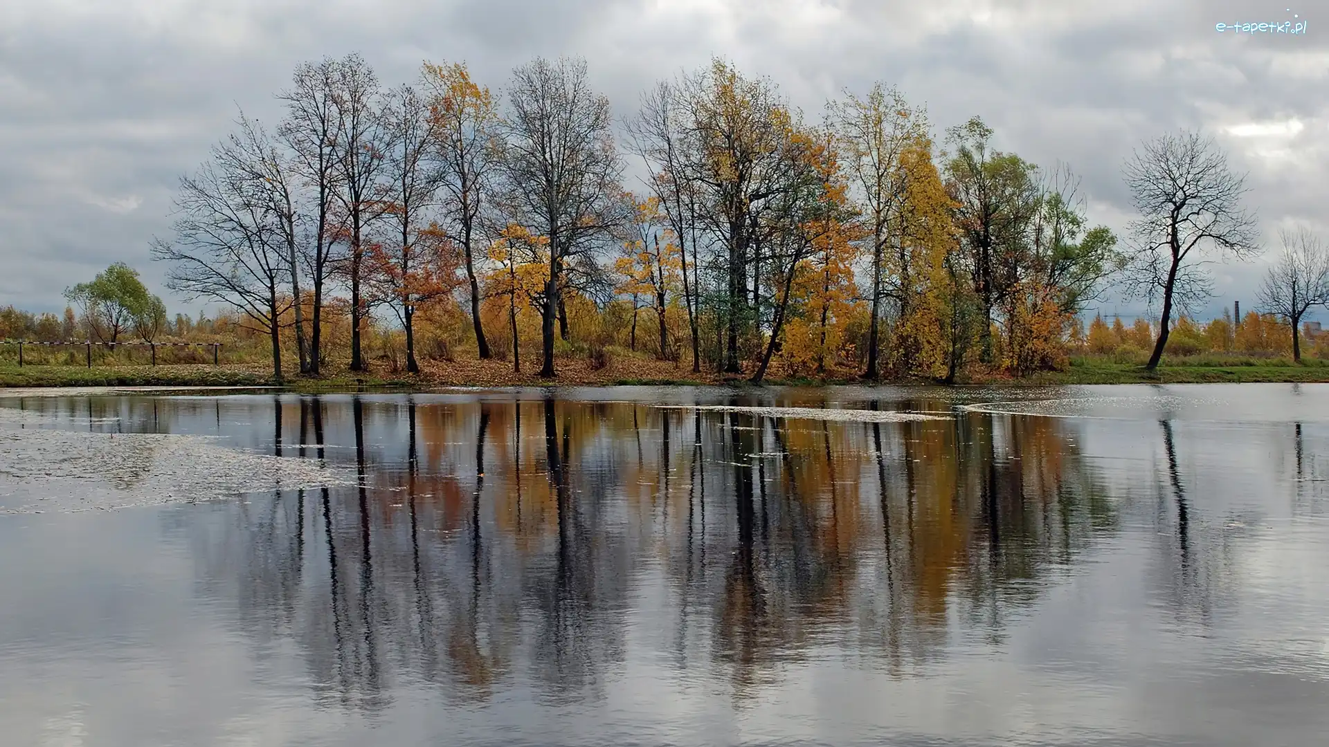 Drzewa, Jezioro