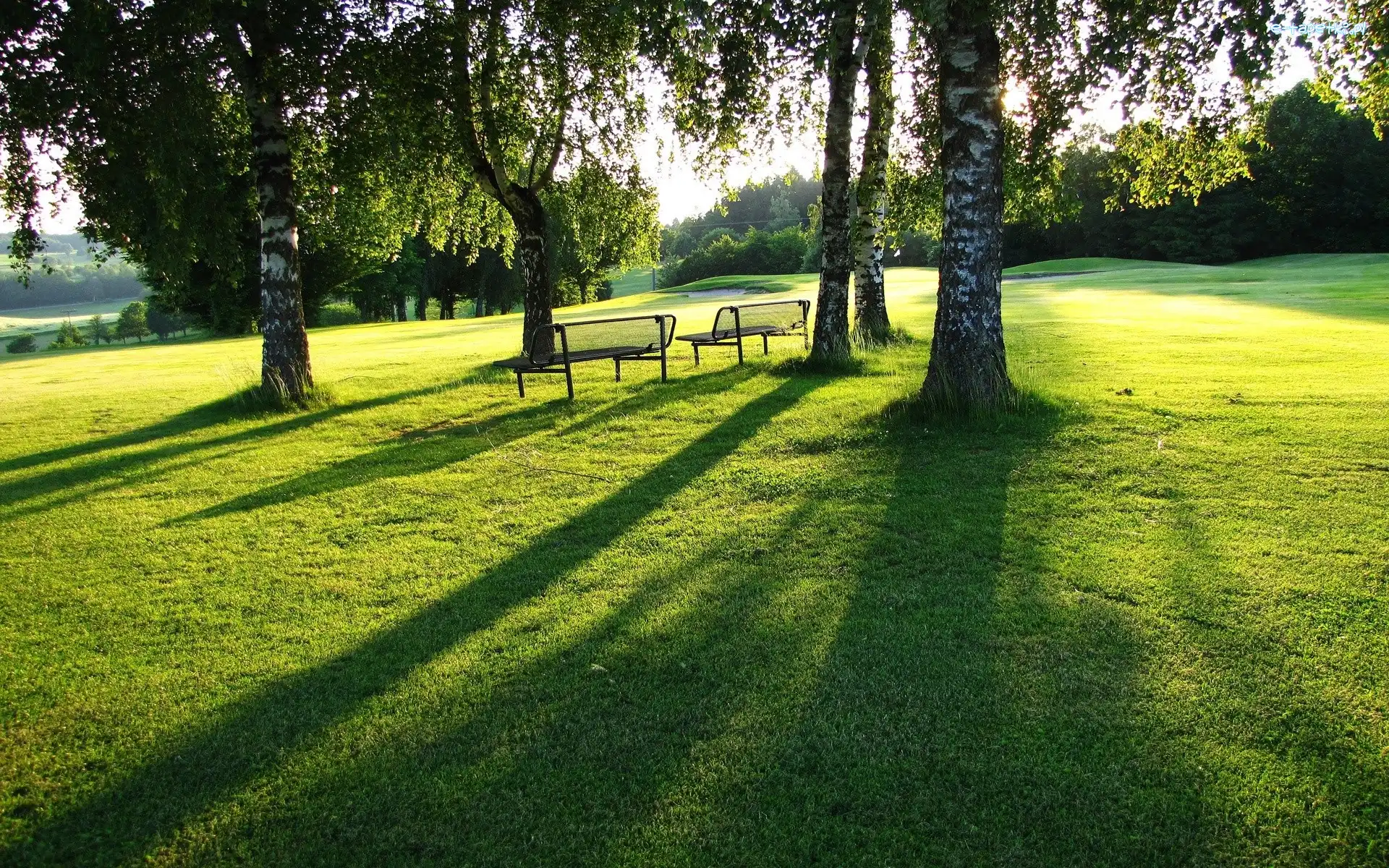 Drzewa, Trawa, Brzozy, Park, Ławeczki