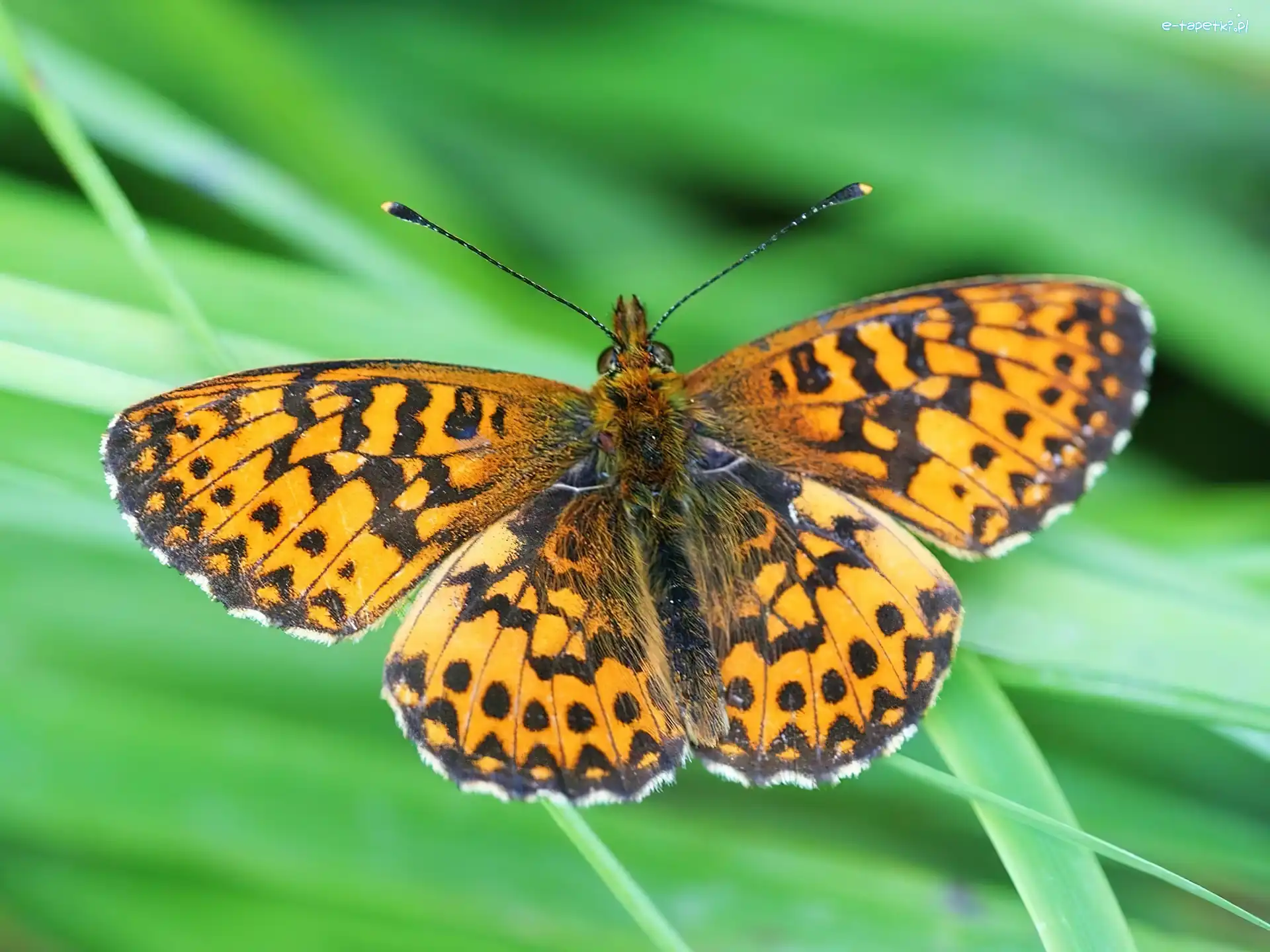 Dostojka Selene, Motyl