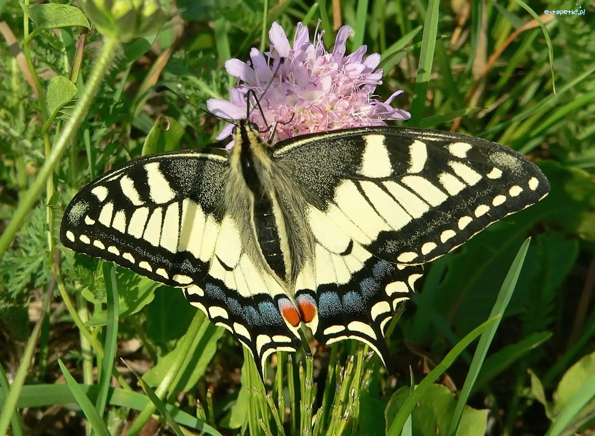 Trawa, Paź Królowej, Motyl
