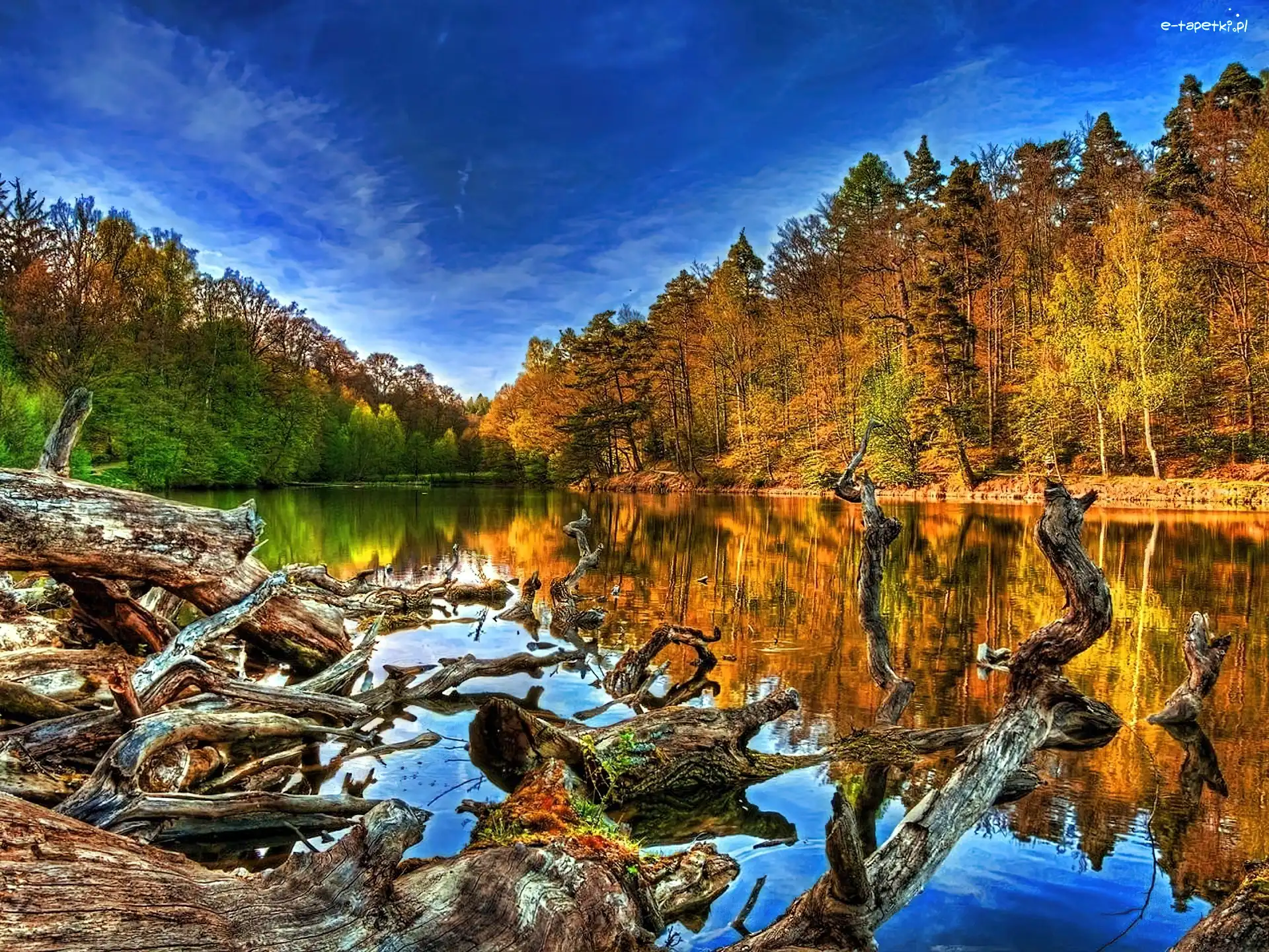 Las, Jezioro, Drzewa