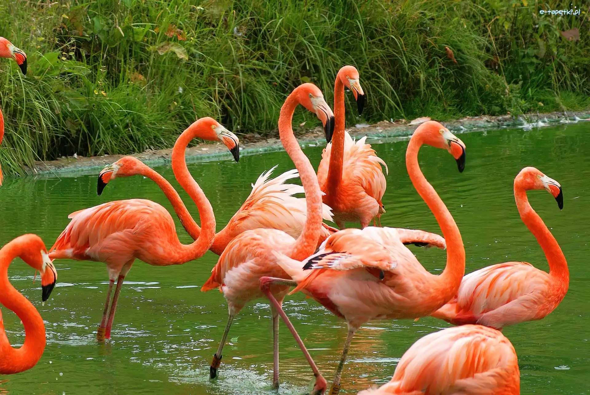 Flamingi Karmazynowe