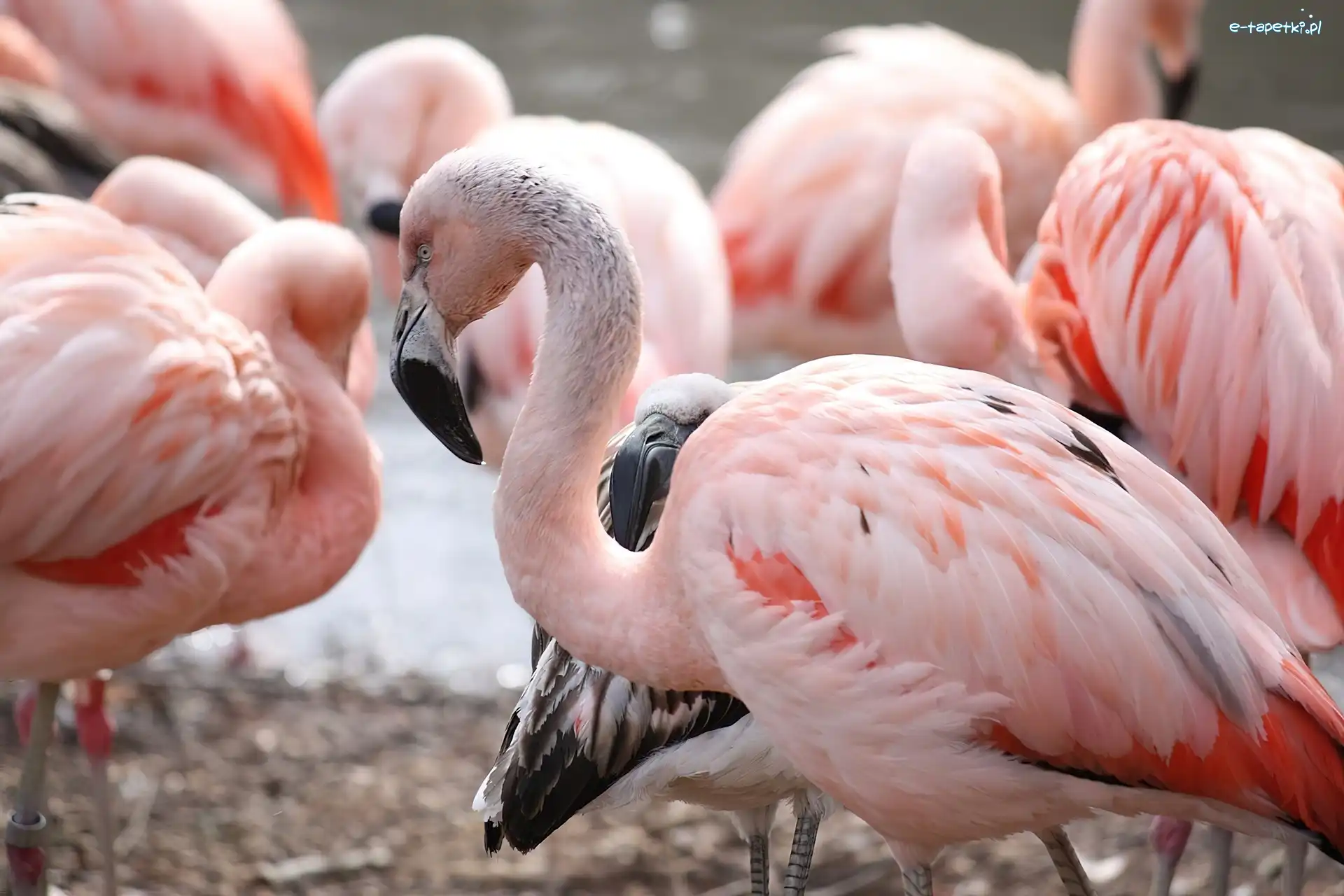 Stado, Flamingi Chilijskie, Ptaki
