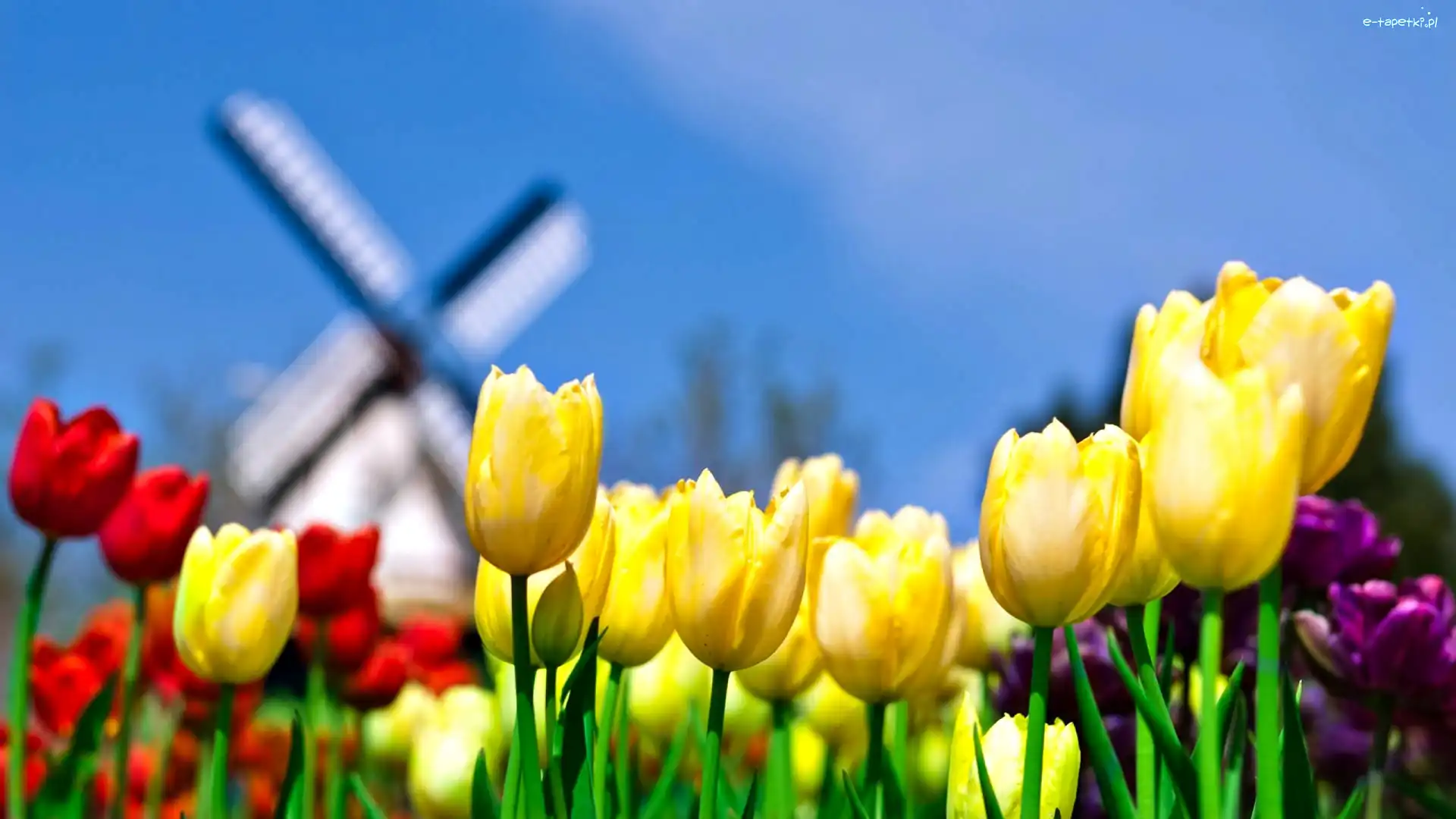 Wiatrak, Tulipany